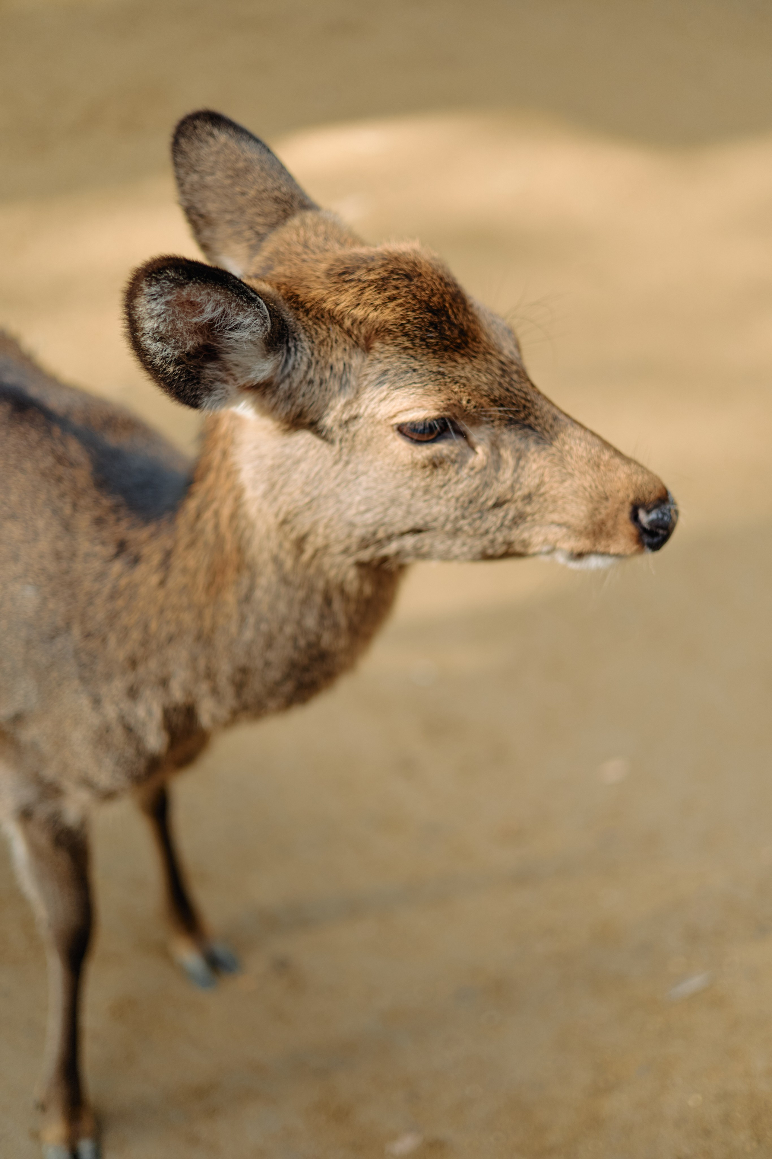 Япония. Профессиональный Фотограф во Владимире, в Москве и в Суздале — Полина Романычева