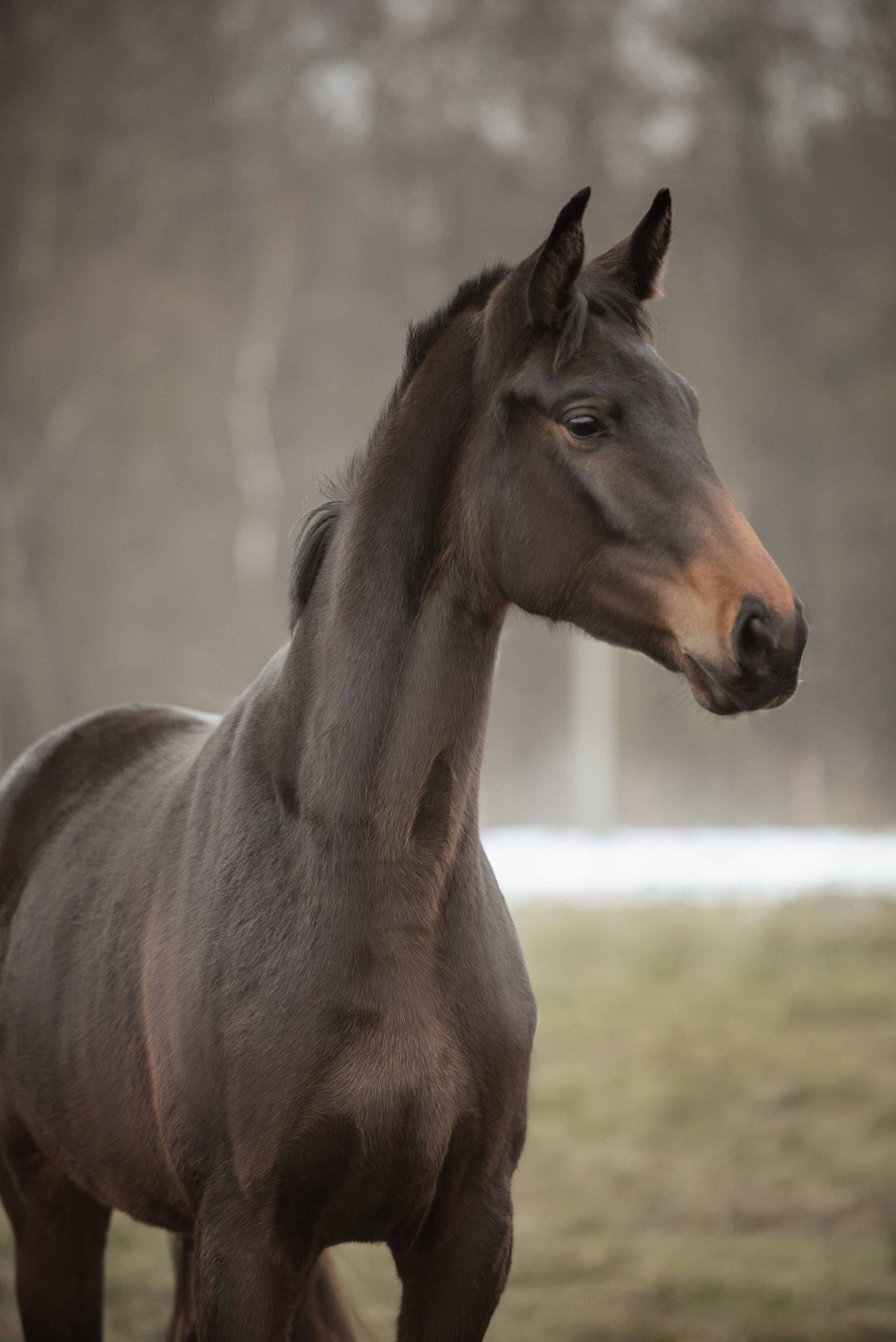 Мелкаши ЮНА. Куракина Дарья • Конный фотограф