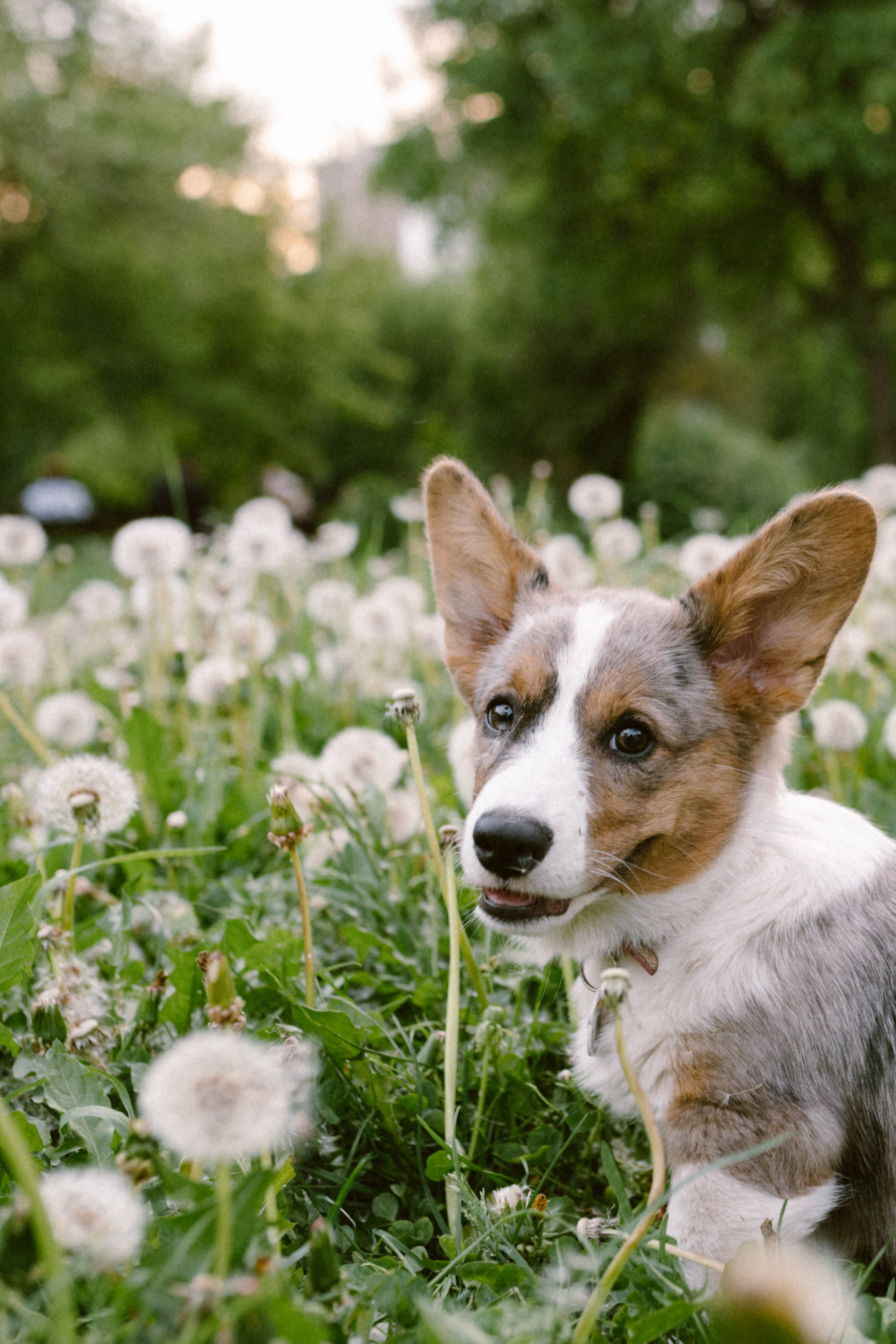 Настя и её семья. Фотограф анималист в Москве Ольга Агушева