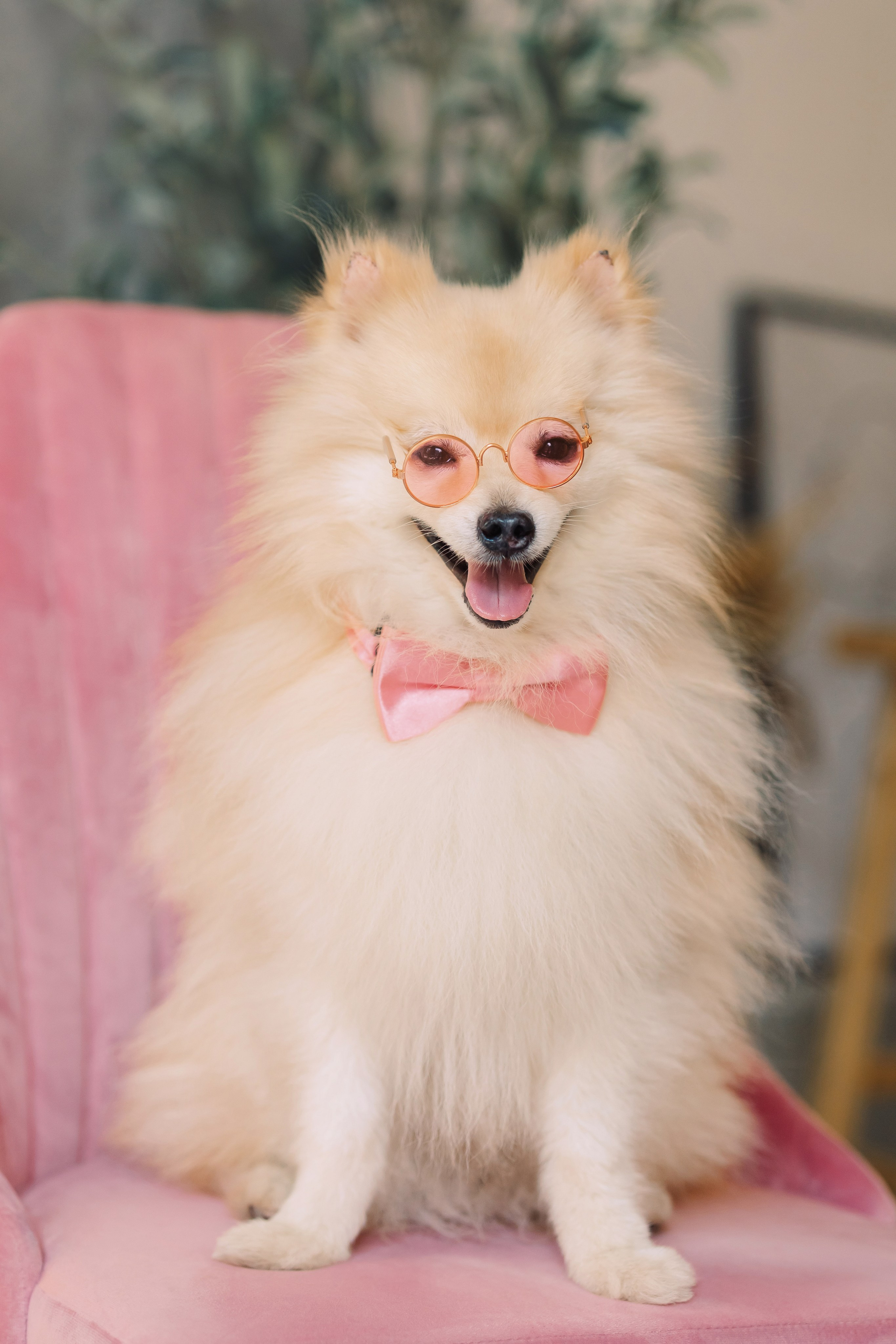 Магазин Friend of mine. Фотограф-анималист Елена Радченко, Москва