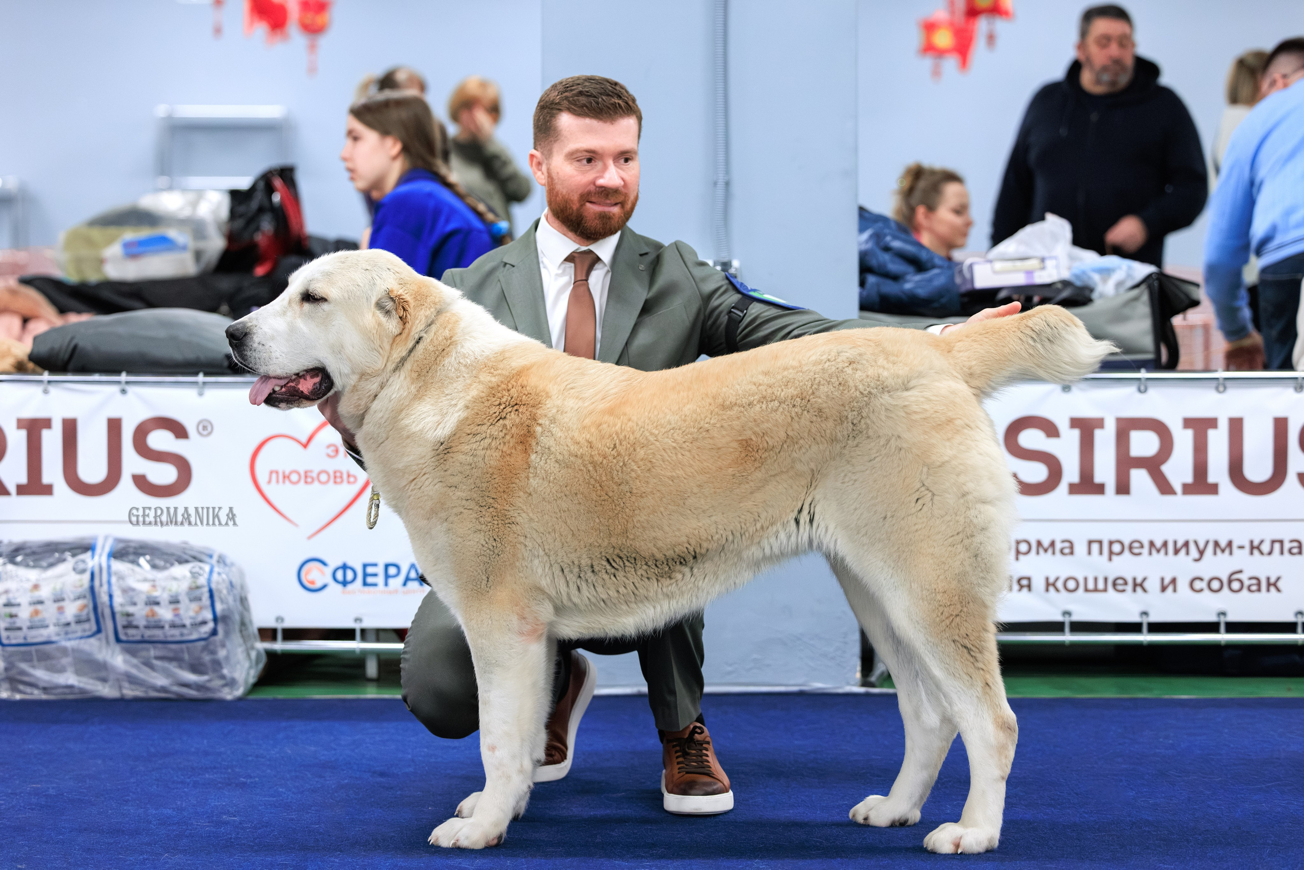 Сфера 08 и 10.03.2024 2хмоно ротвейлеров+2хмоно сао. Фотограф-анималист Юлия Германика