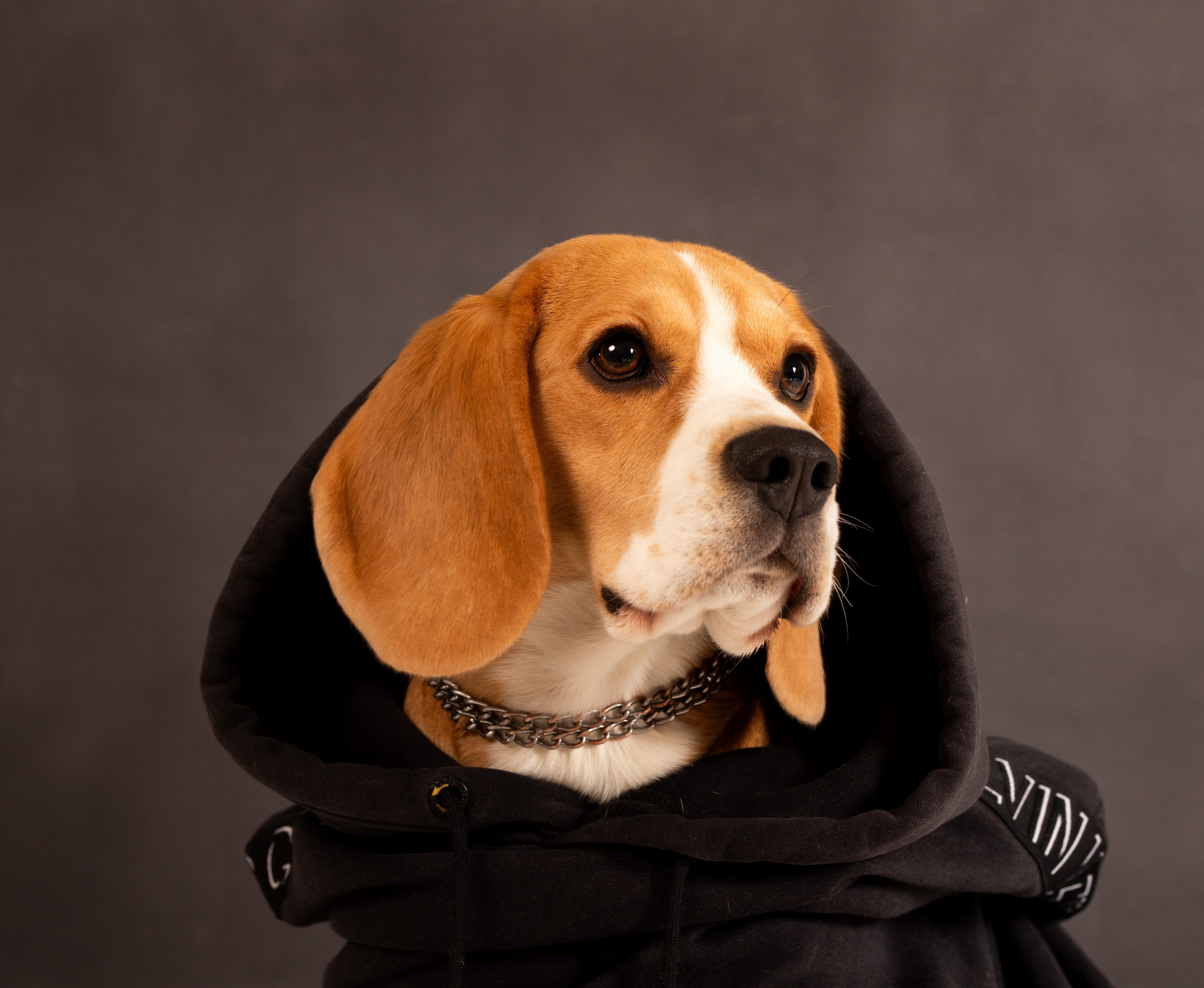 Студийные фотосъёмки. Фотограф-анималист Павлова Любовь