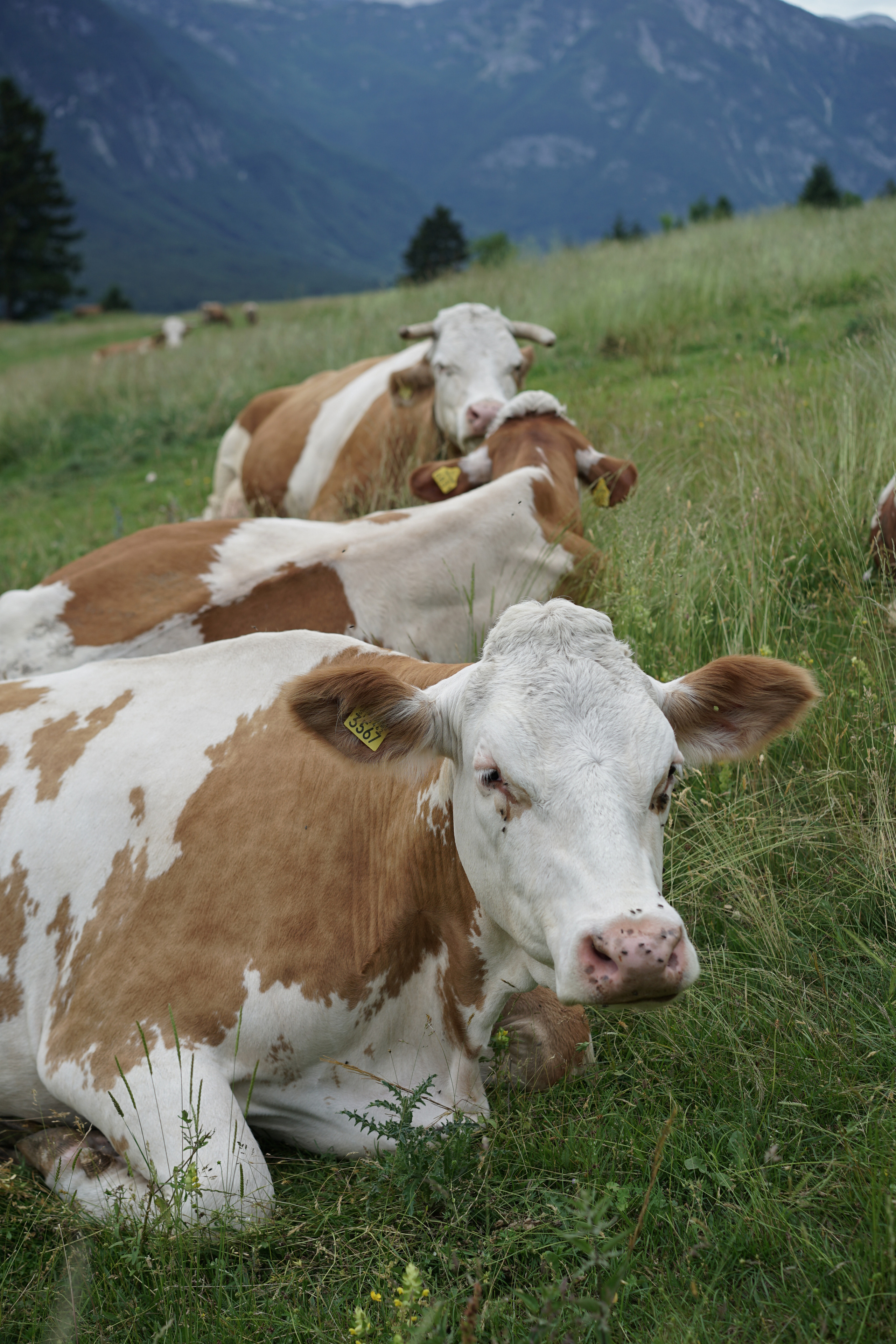 Slovenia. Фотограф и видеограф в Израиле Соня Скай