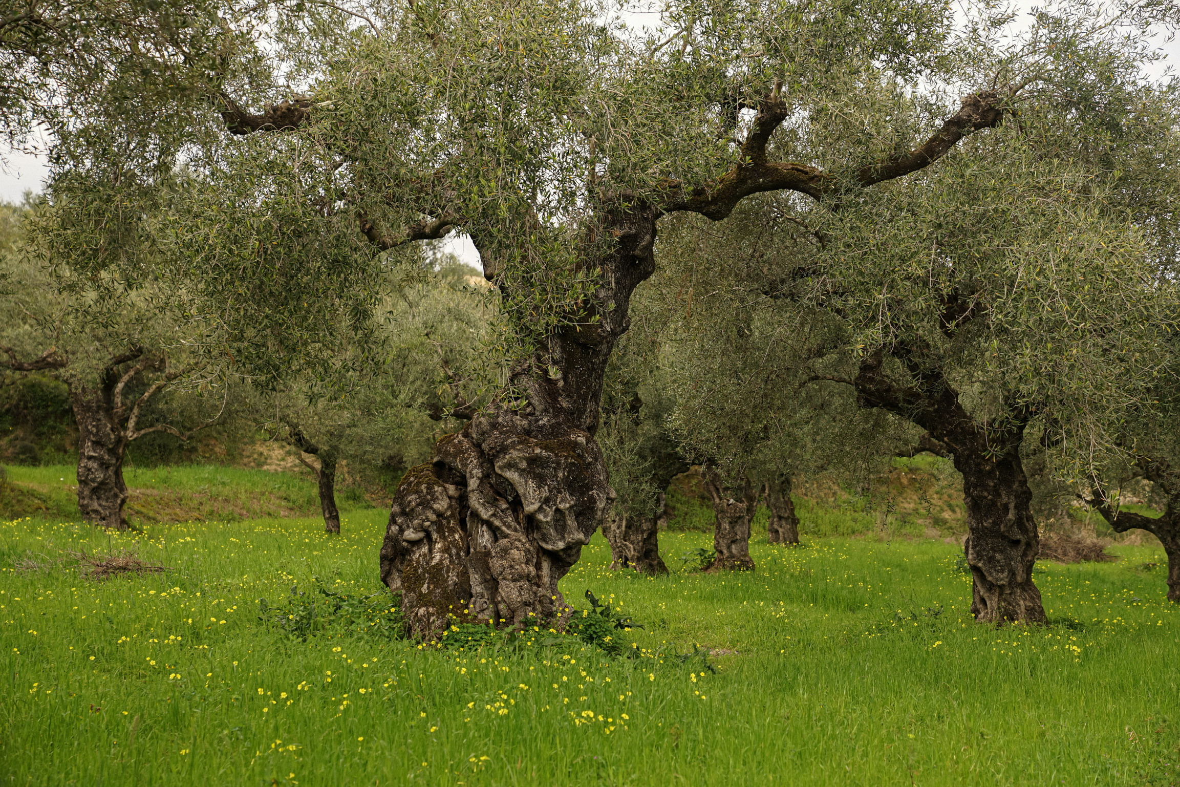 Greece. Фотограф и видеограф в Израиле Соня Скай