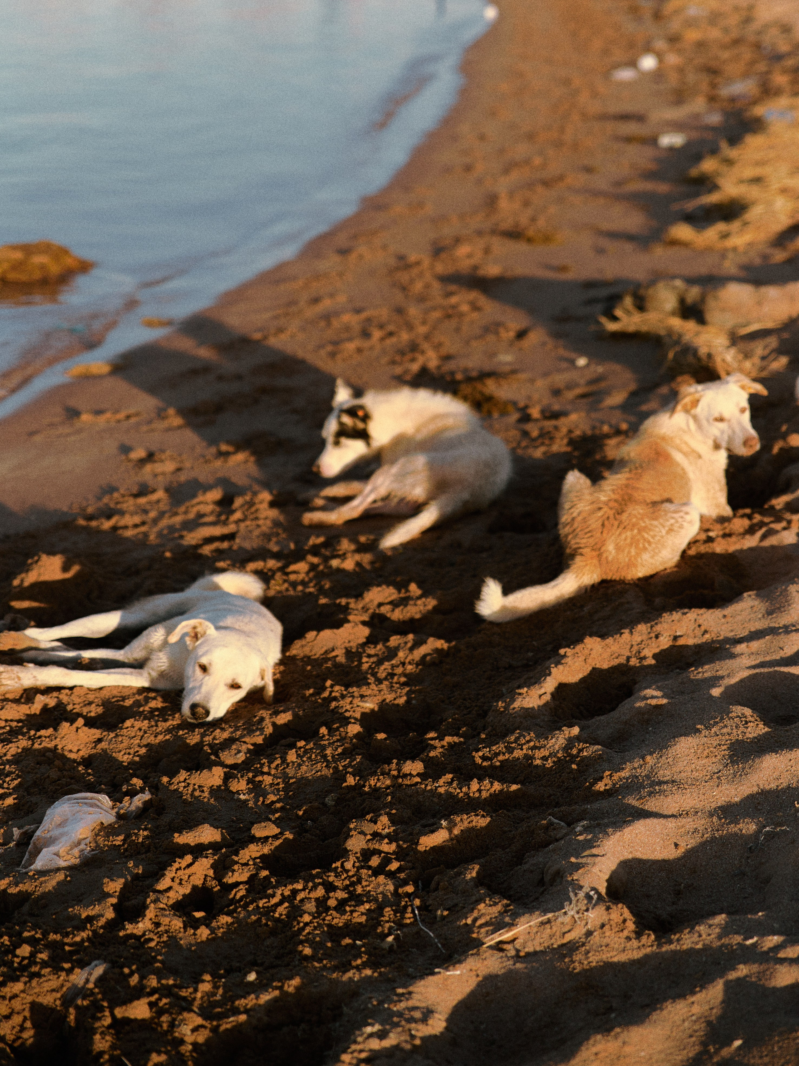 Другое 2. Jorgis Talè — photographer, kind person, teacher of arts and other mag