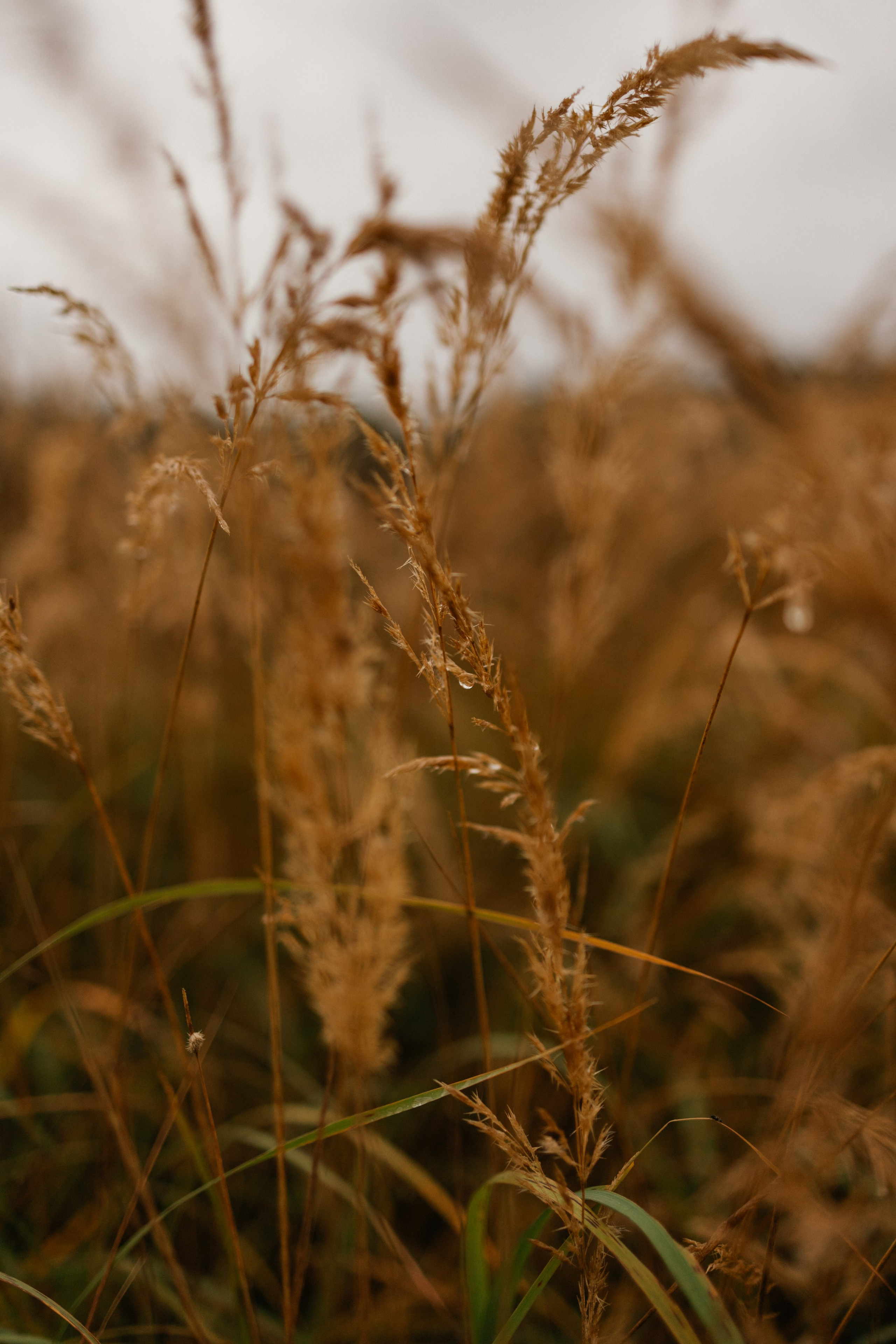 Лена и Тайгер. Фотограф — Анималист | Санкт-Петербург