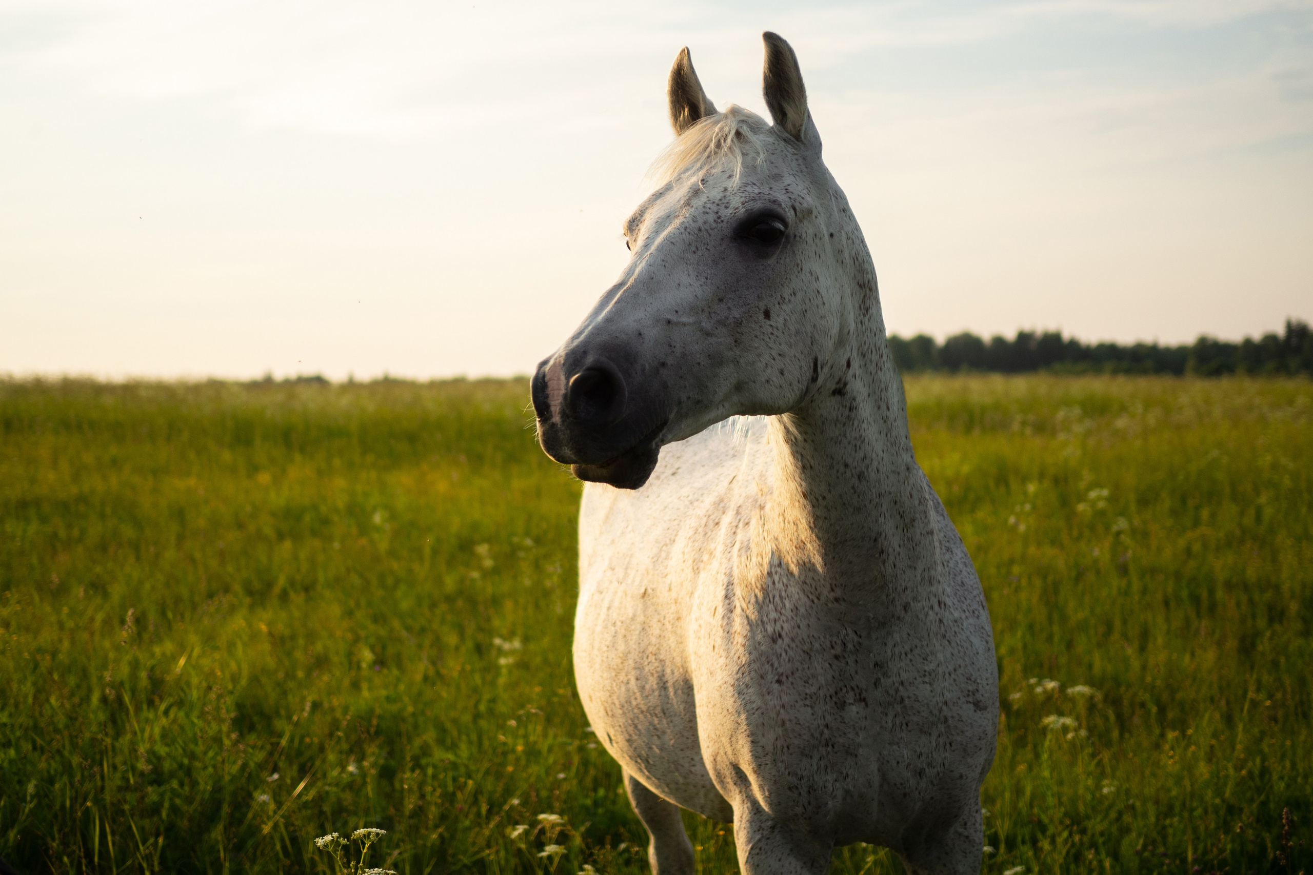 Даша и Персик