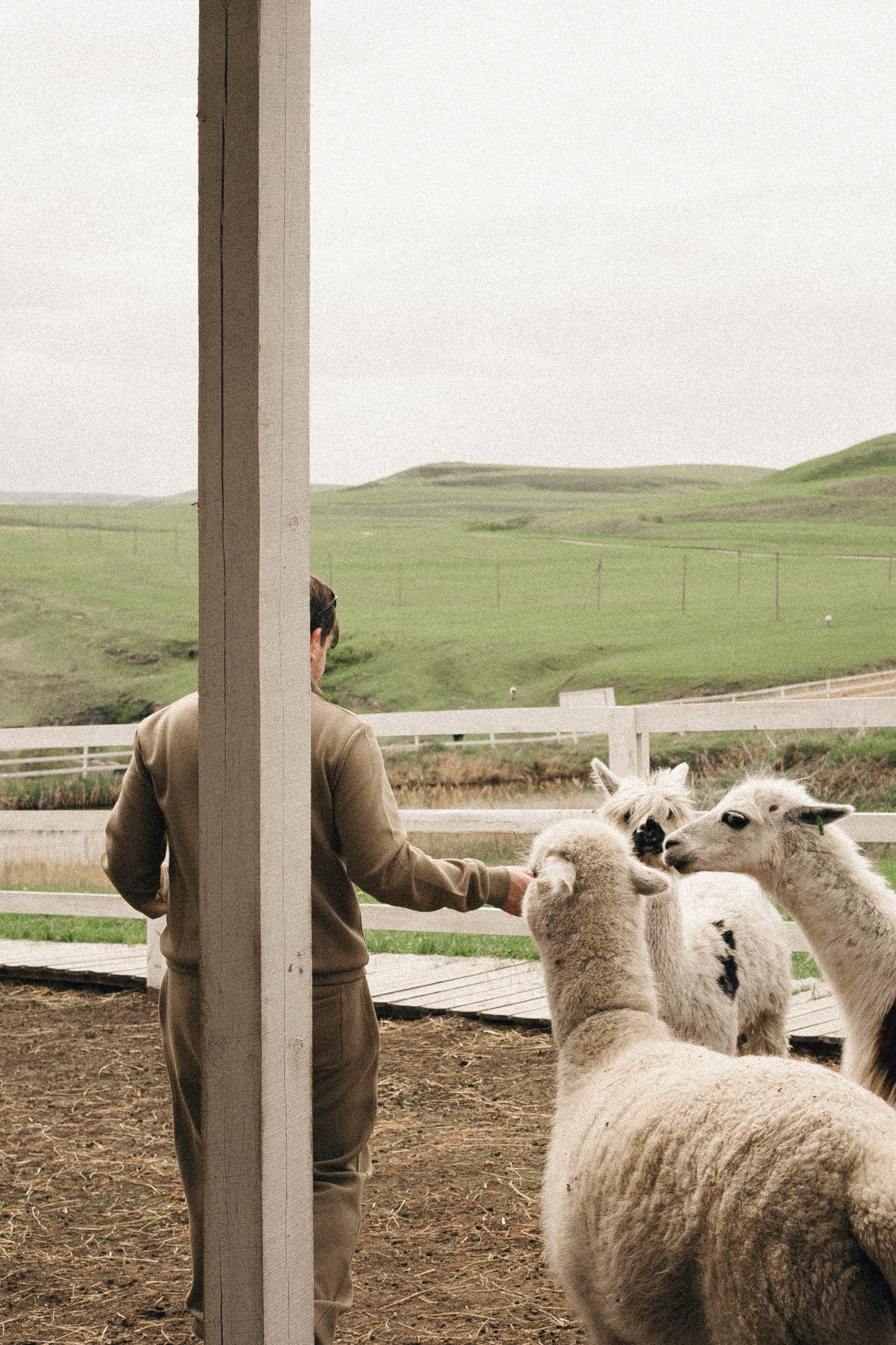 Ферма Альпак. Профессиональный фотограф, Санкт-Петербург — Виктория Богомолова