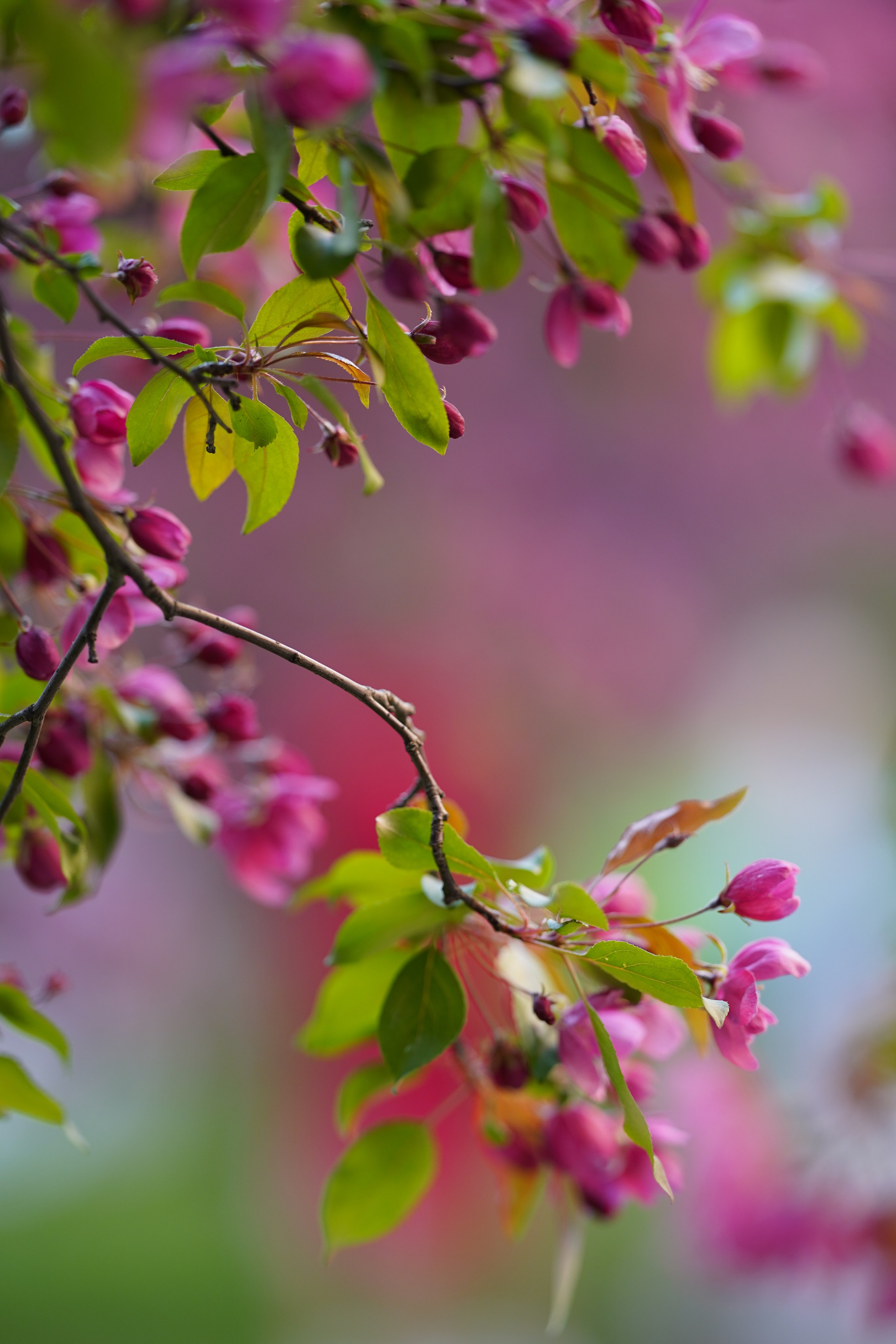 Весна. Фотограф в Москве Мария ~Zagagul~