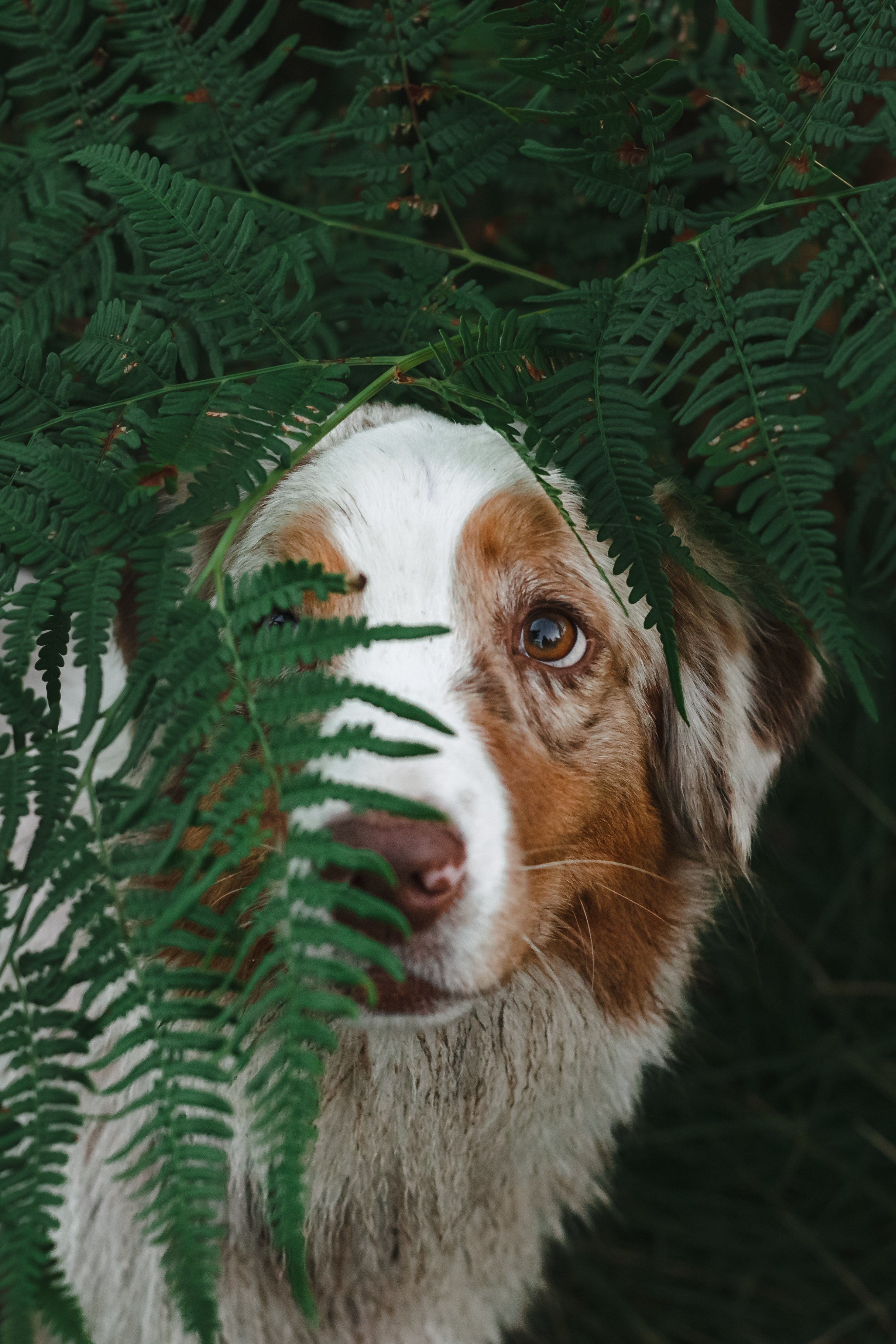 Фотопрогулка в Ленобласти. Фотограф-анималист Татьяна Степанова