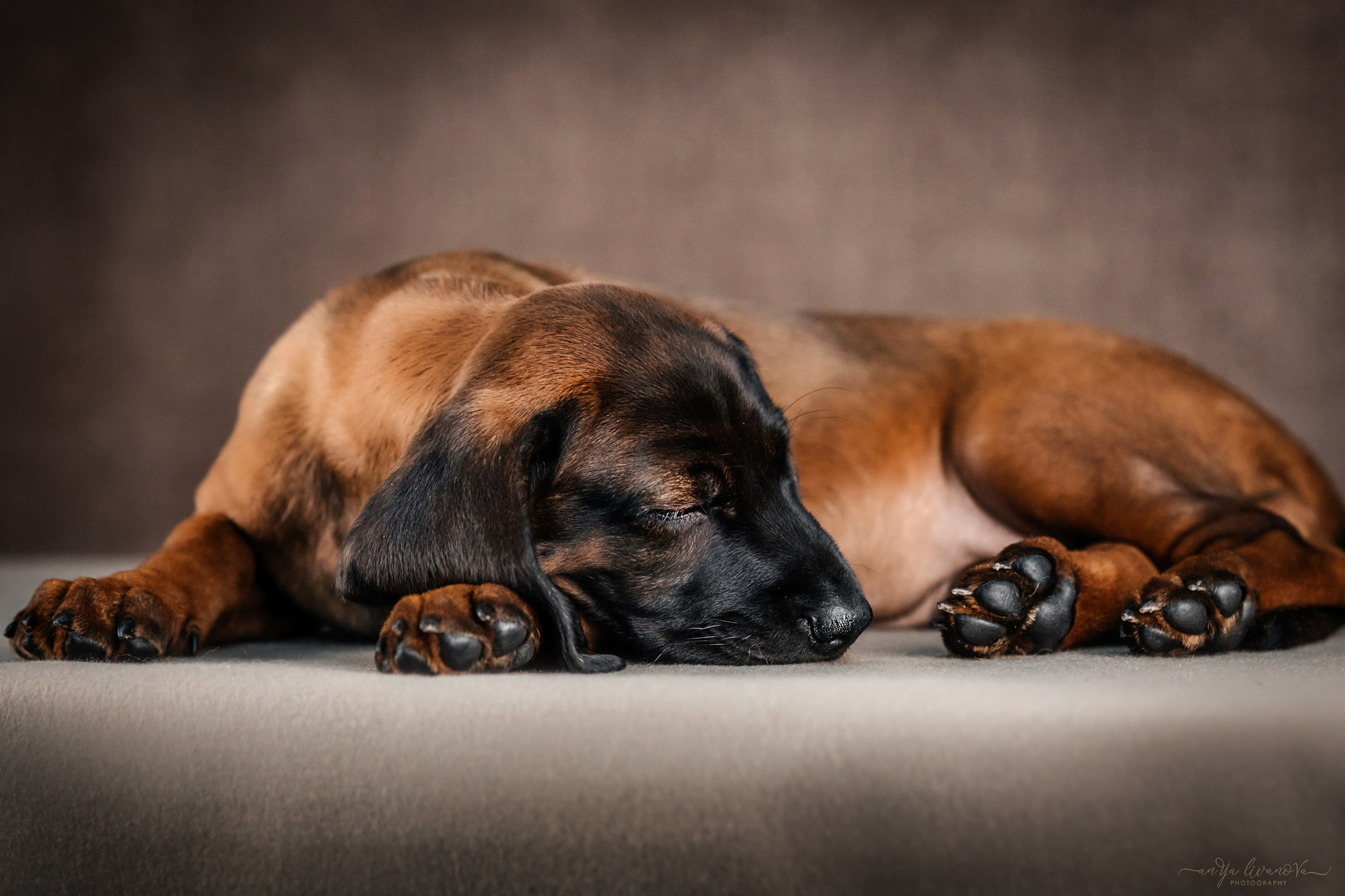 Баварские гончие. Фотограф анималист Аня Ливанова | Рыбинск