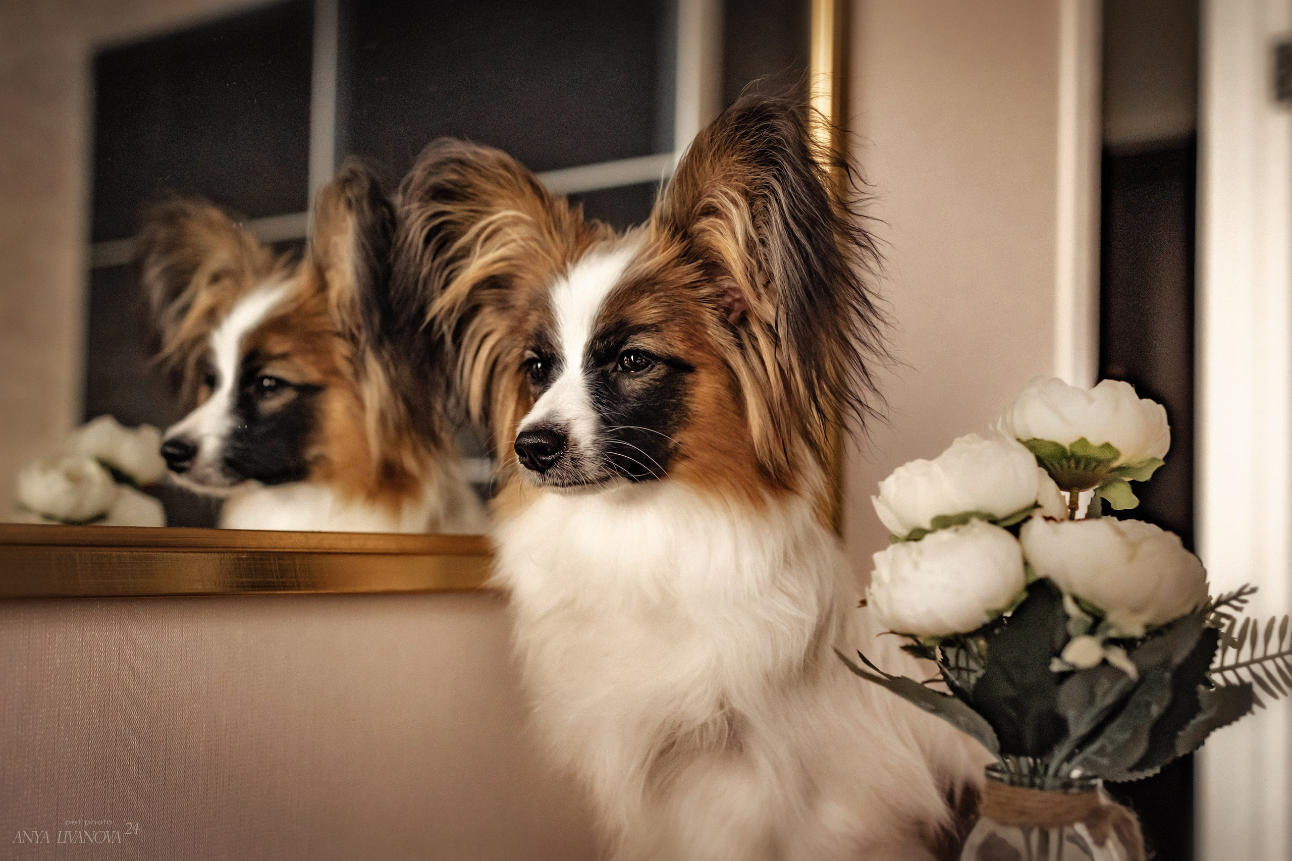 Хьюстон. Фотограф анималист Аня Ливанова | Рыбинск