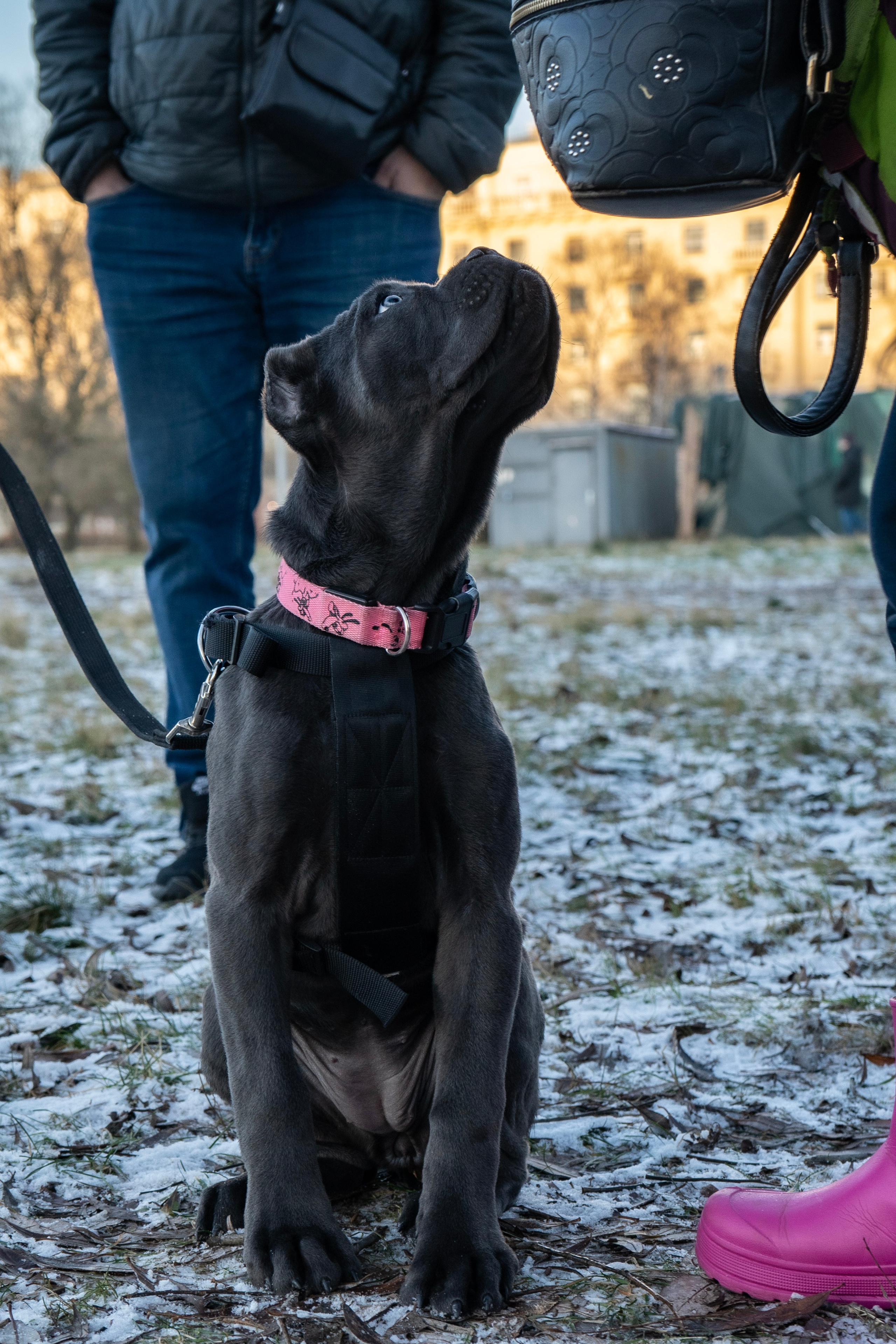 Фотосессии Пушистиков. Фотограф в Санкт-Петербурге Виктория Барышникова