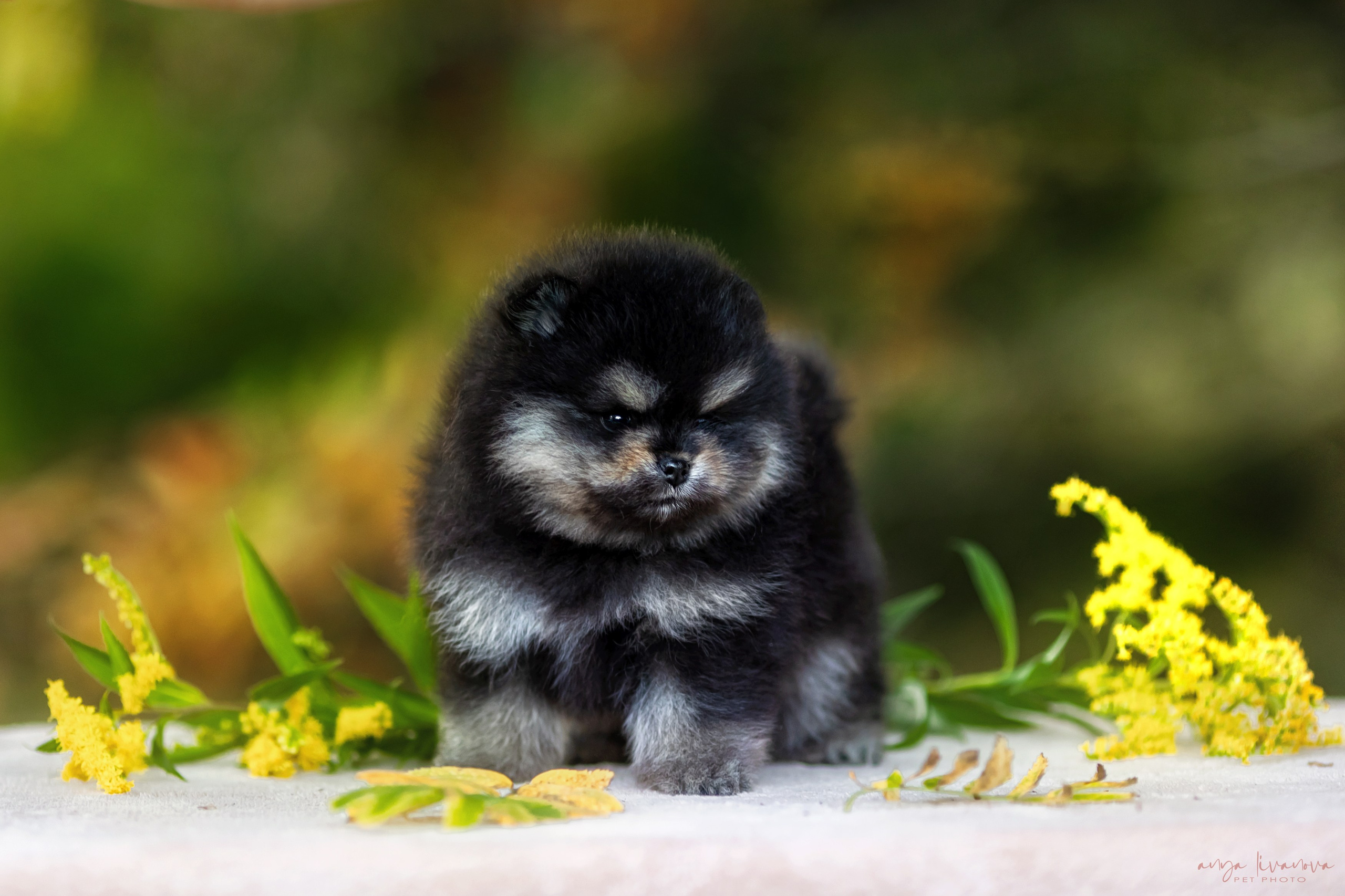 Шпицы. Фотограф анималист Аня Ливанова | Рыбинск