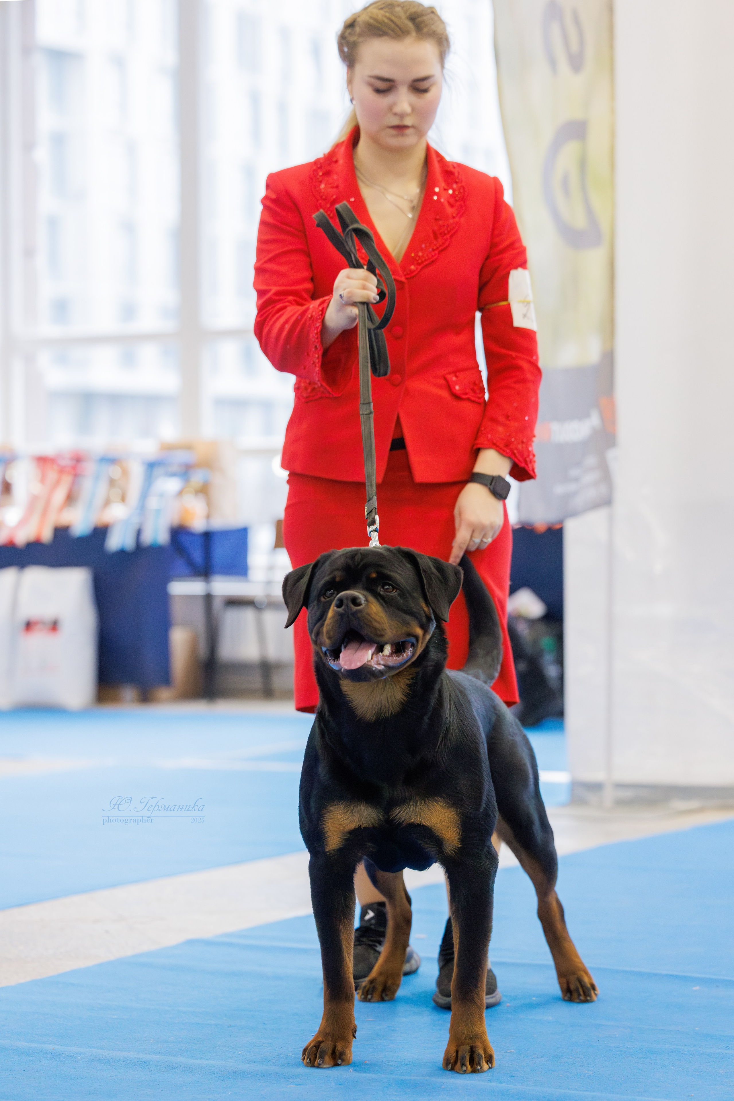 Питер ротвейлеры 18.01,Крокус 19.01.2025. Фотограф-анималист Юлия Германика