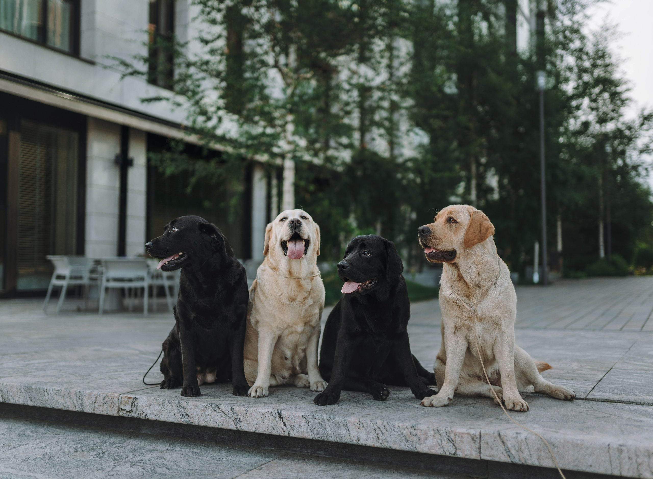 Лабрадоры питомника IRISLAV. Фотограф анималист в Спб недорого Олеся Майорова