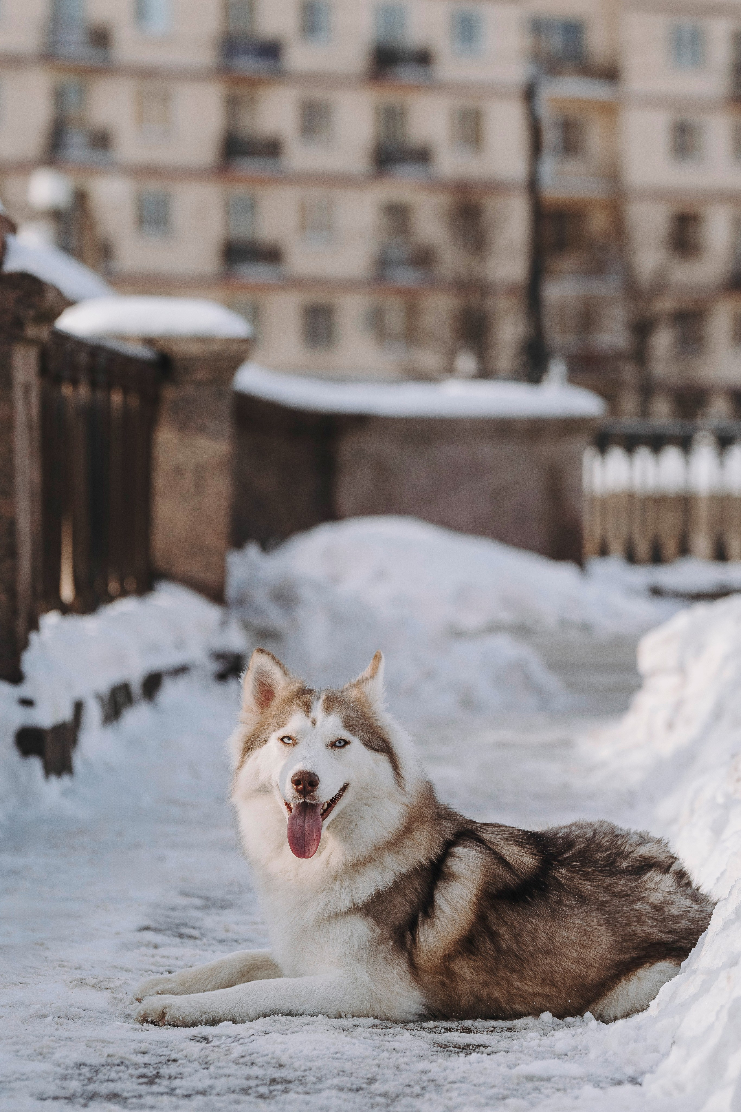 Мария и Амелия. Фотограф анималист в Спб недорого Олеся Майорова