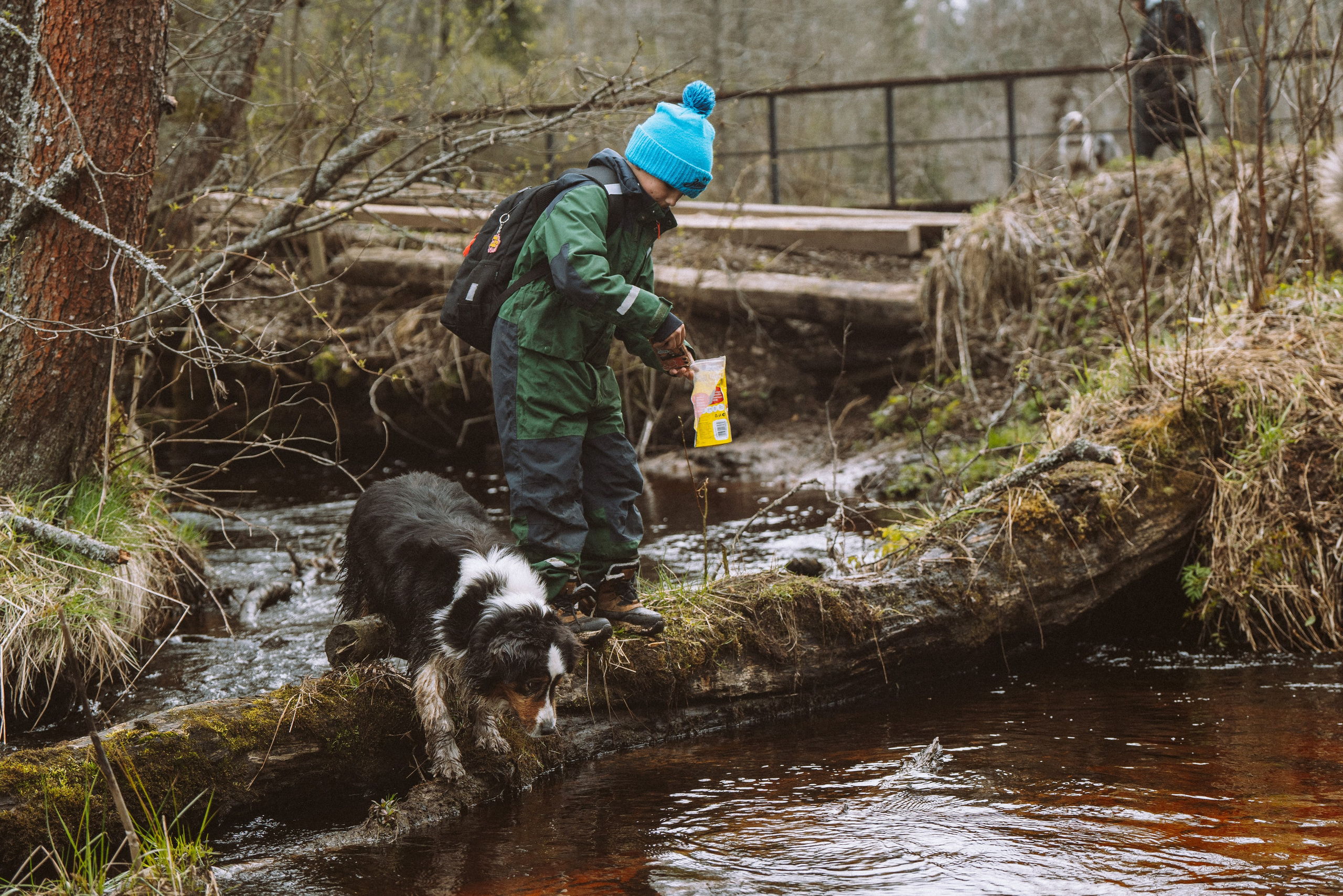 Дог трекинг к финскому хутору. Фотограф анималист в Спб недорого Олеся Майорова