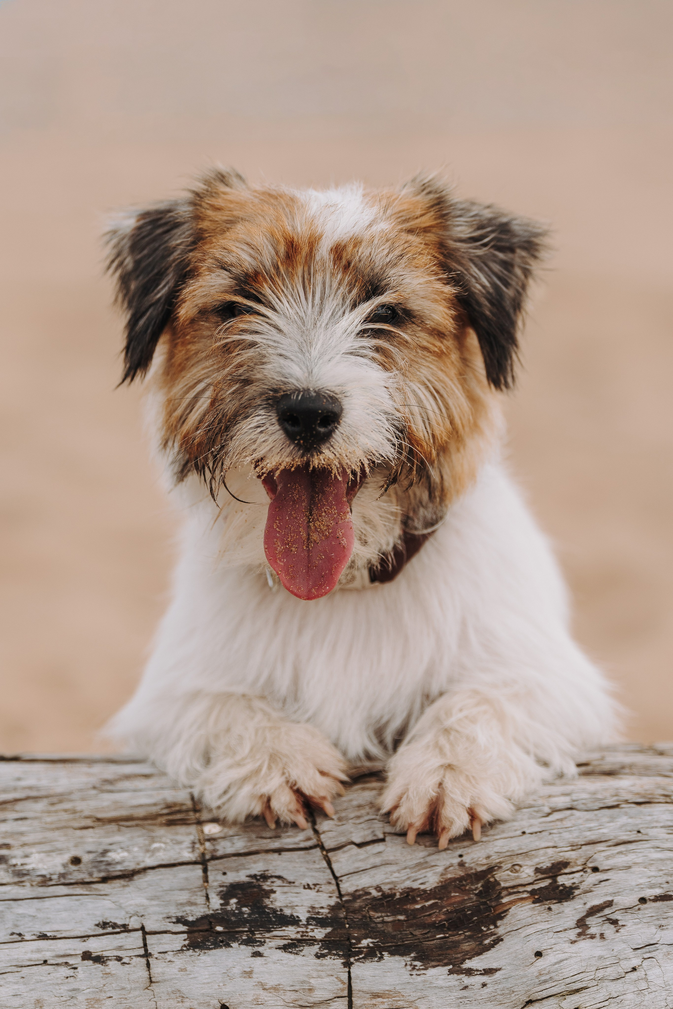 Оля, Ларс и Лукас. Фотограф анималист в Спб недорого Олеся Майорова