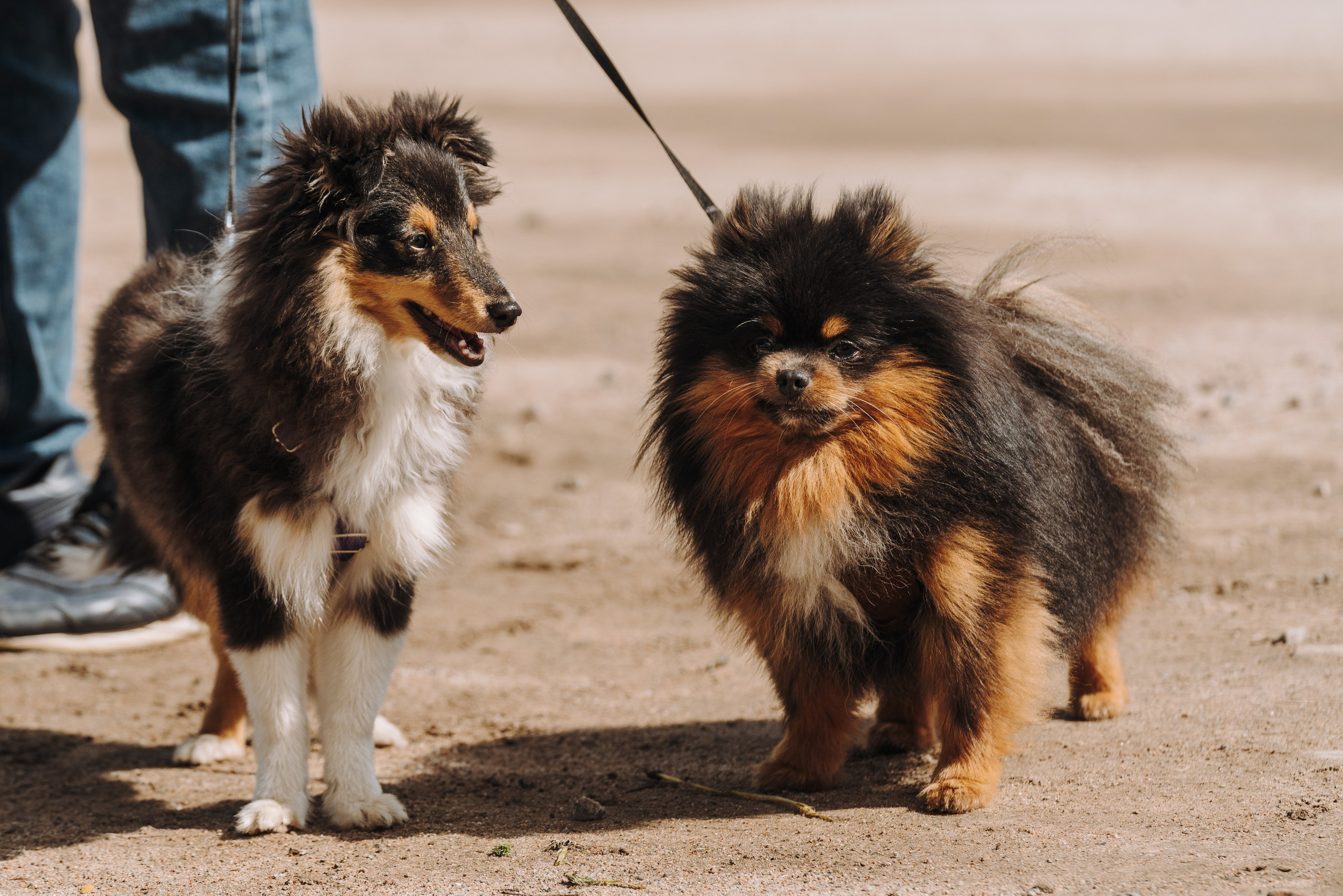 Соревнования по ноузворку. Фотограф анималист в Спб недорого Олеся Майорова