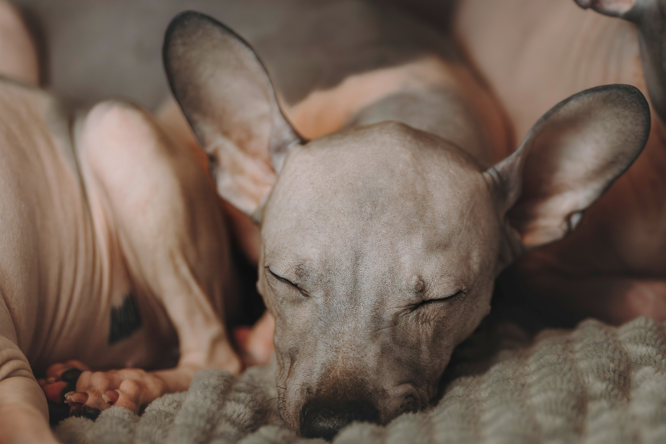 Малыши американского голого терьера. Фотограф анималист в Спб недорого Олеся Майорова