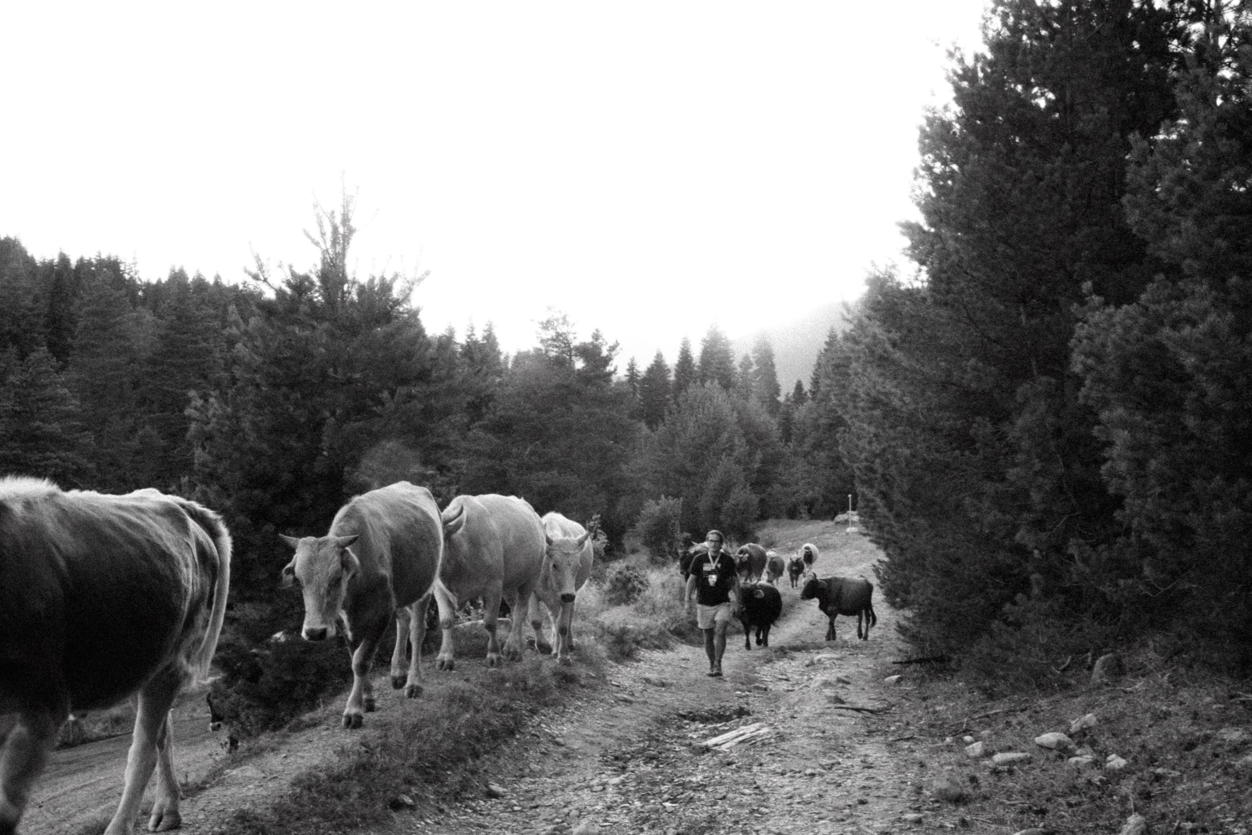 Сванетия, Грузия 🇬🇪. Anita_photo