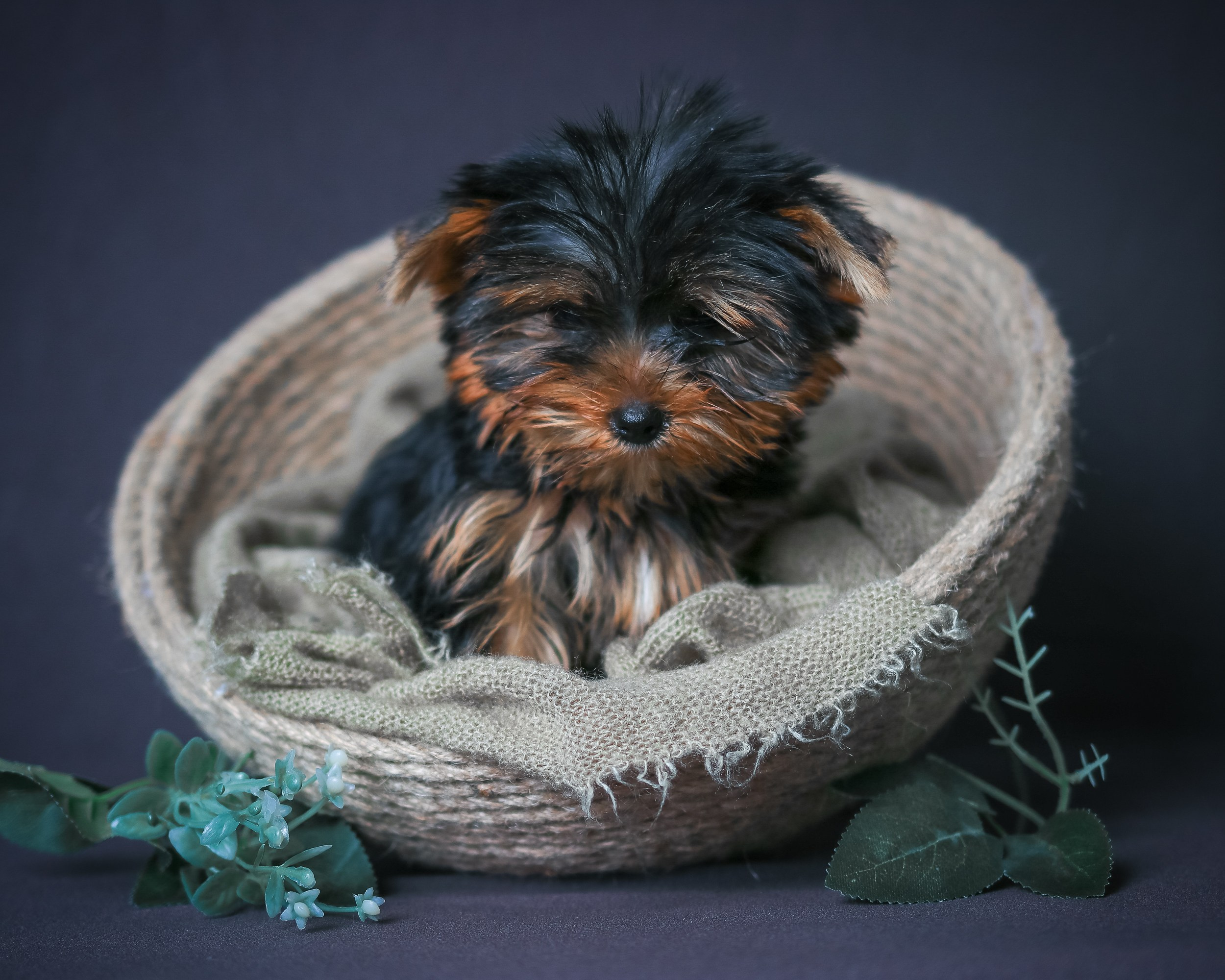 Животные. Семейный и детский фотограф в Москве Ольга Мэй