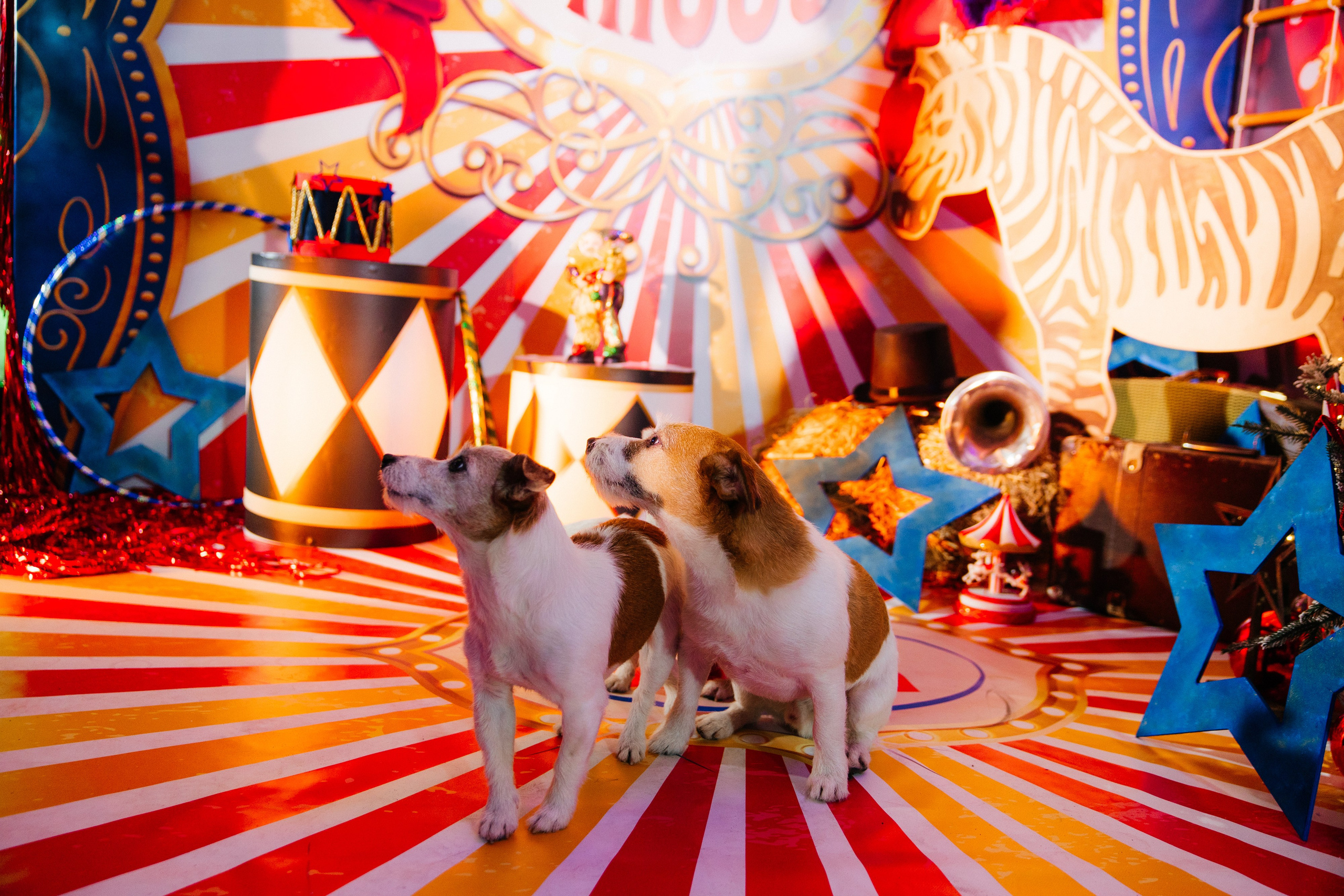 Корпоратив Цирк. Свадебный фотограф Минск РБ