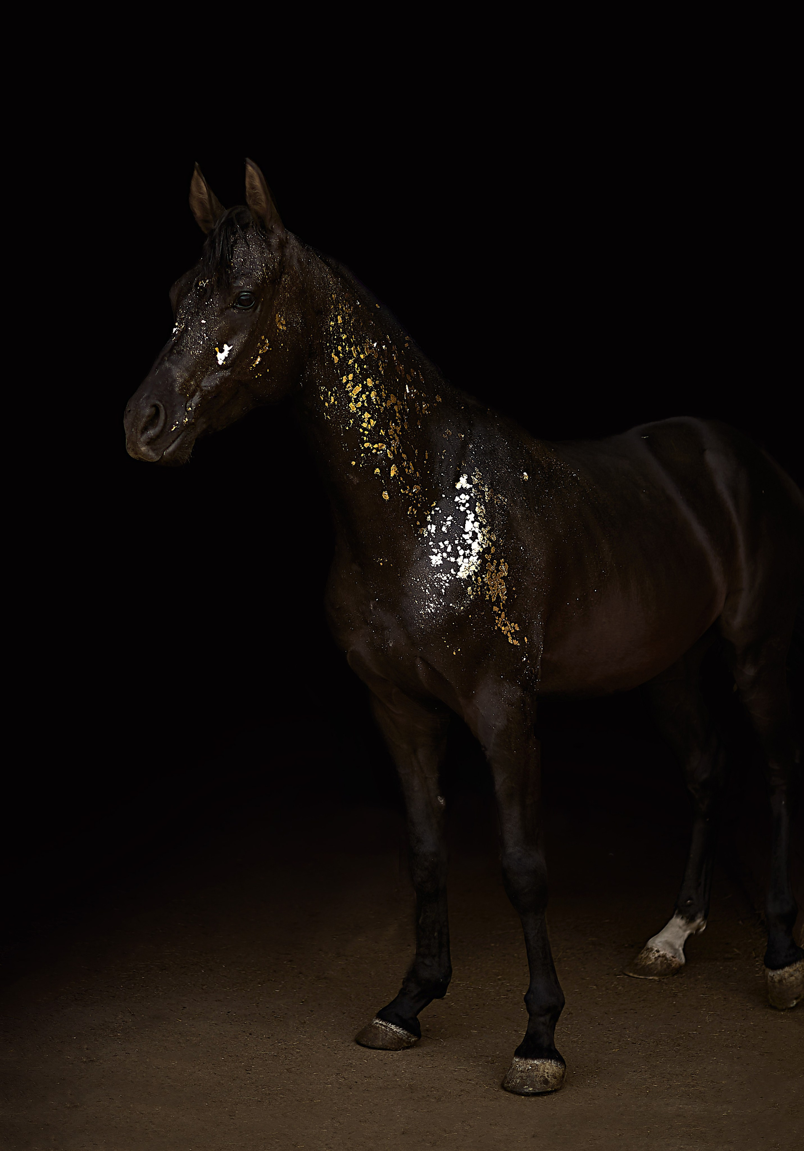 Харакс. Фотограф в Севастополе