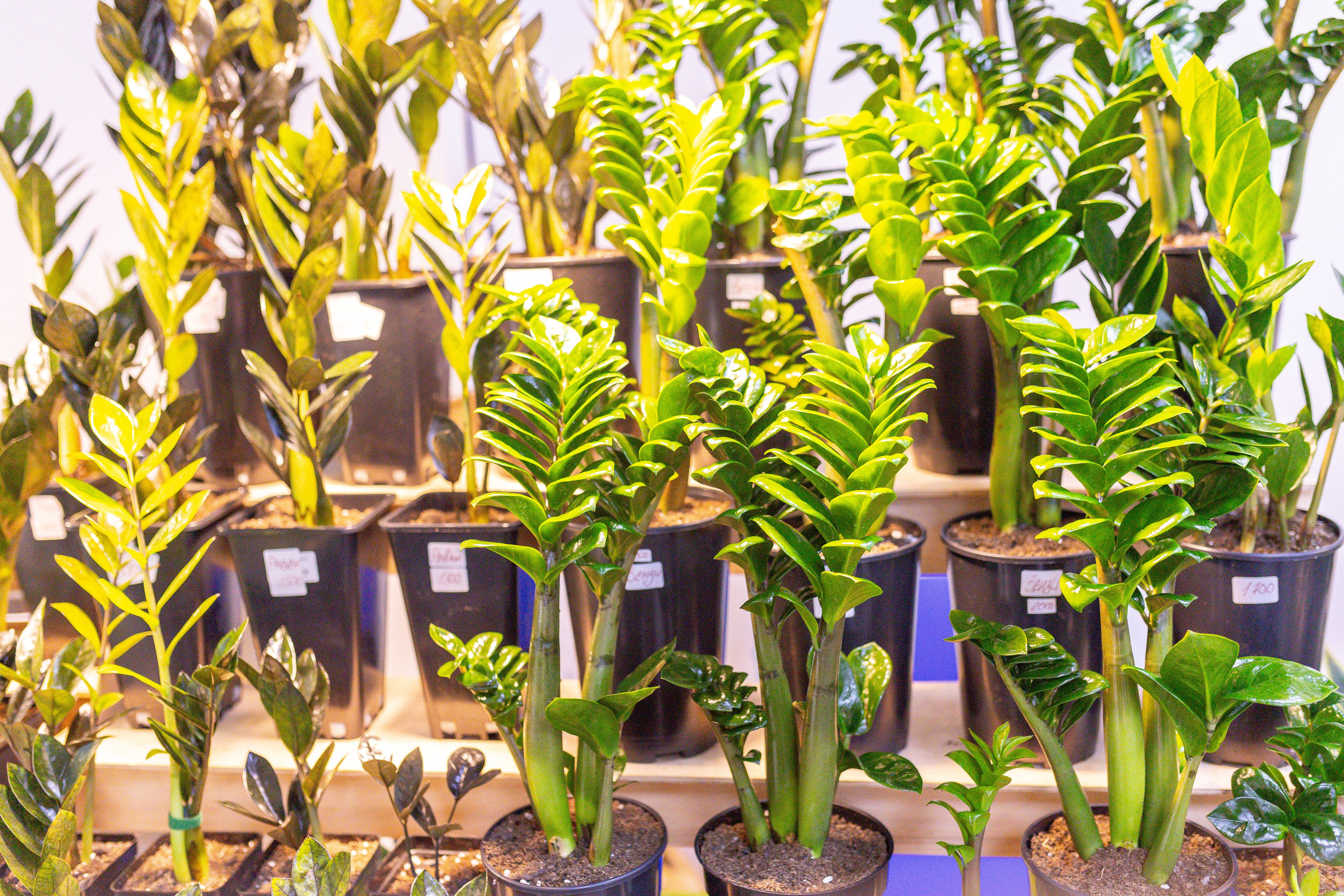 Монстериум 11–12 октября. Александра Куликова фотограф, Москва