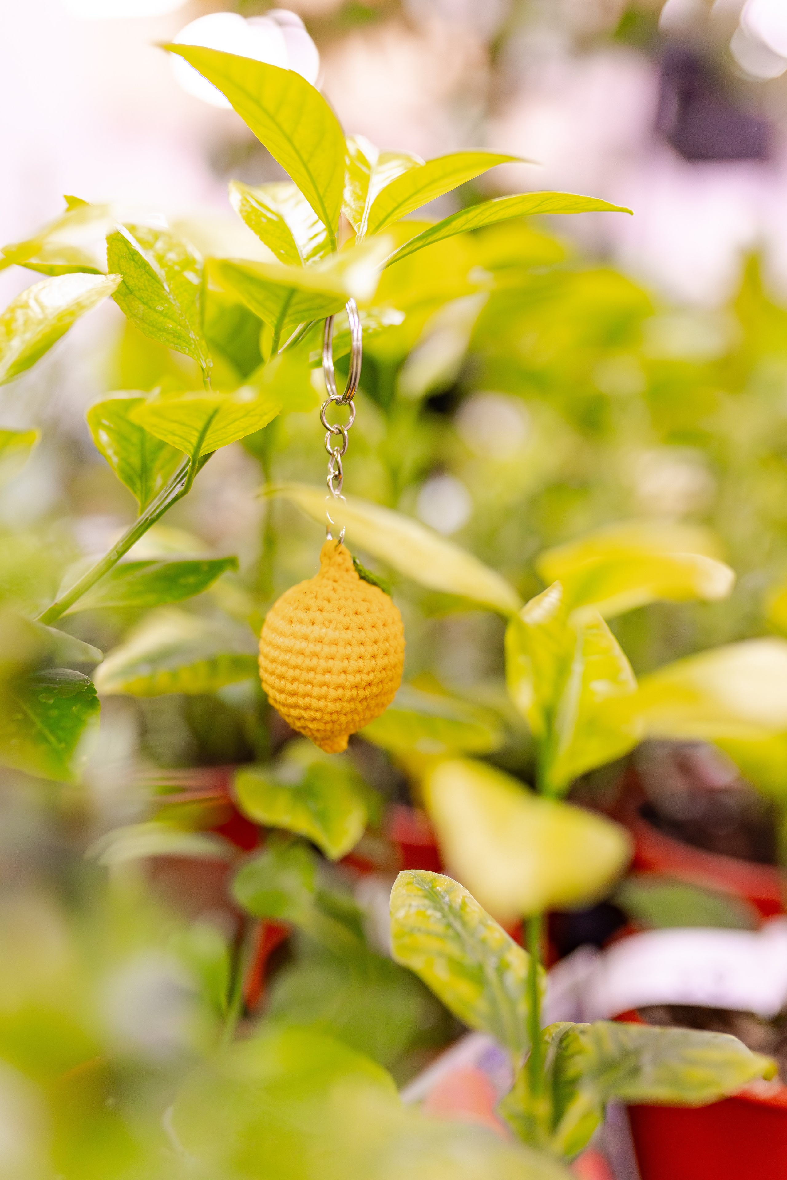 Орхидиум сентябрь 2025. Александра Куликова фотограф, Москва