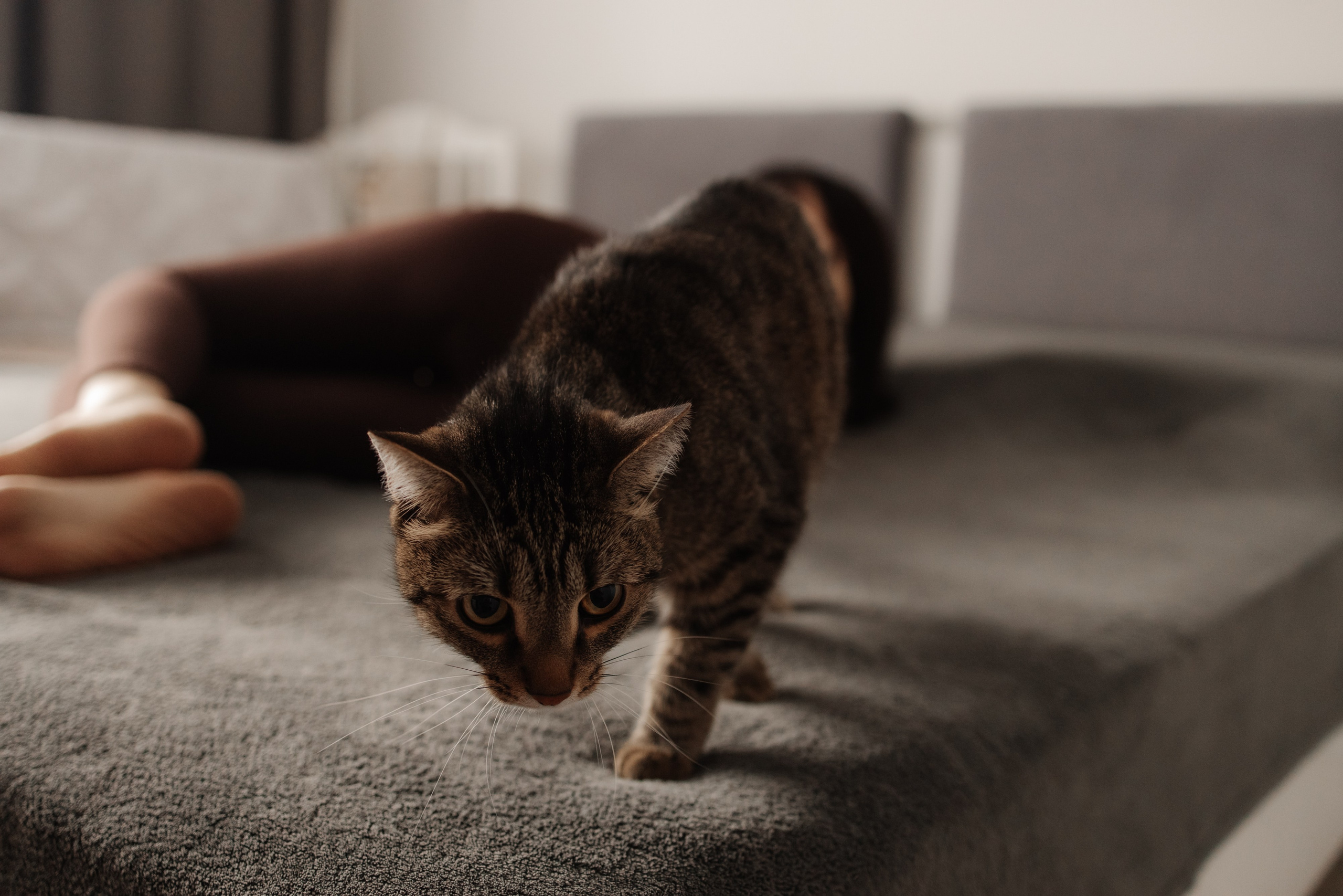 Аленушка дома. Фотограф Новосибирск