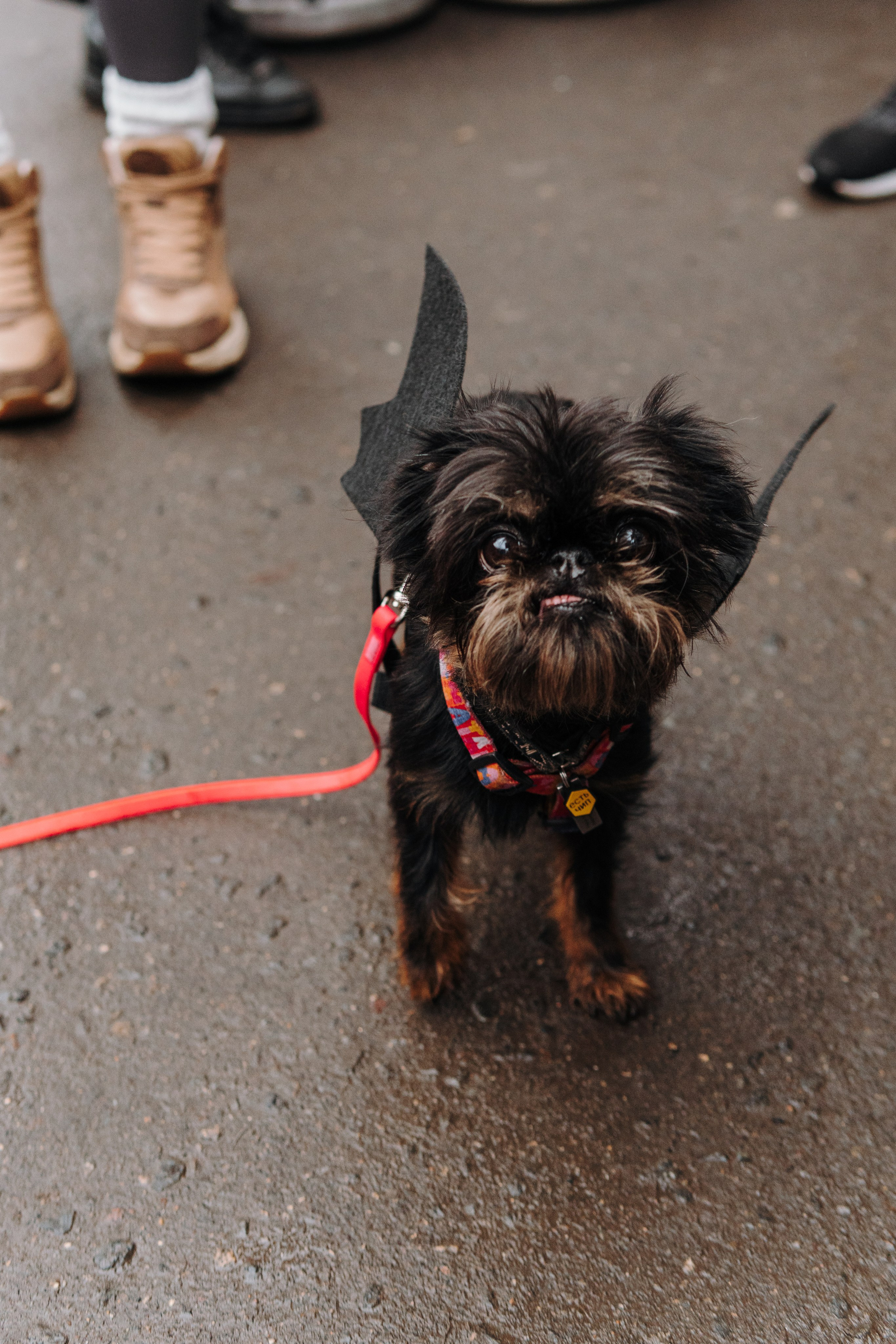 Тематическая встреча породников «Griffween». Фотограф-анималист Ксения Воробьева, Москва