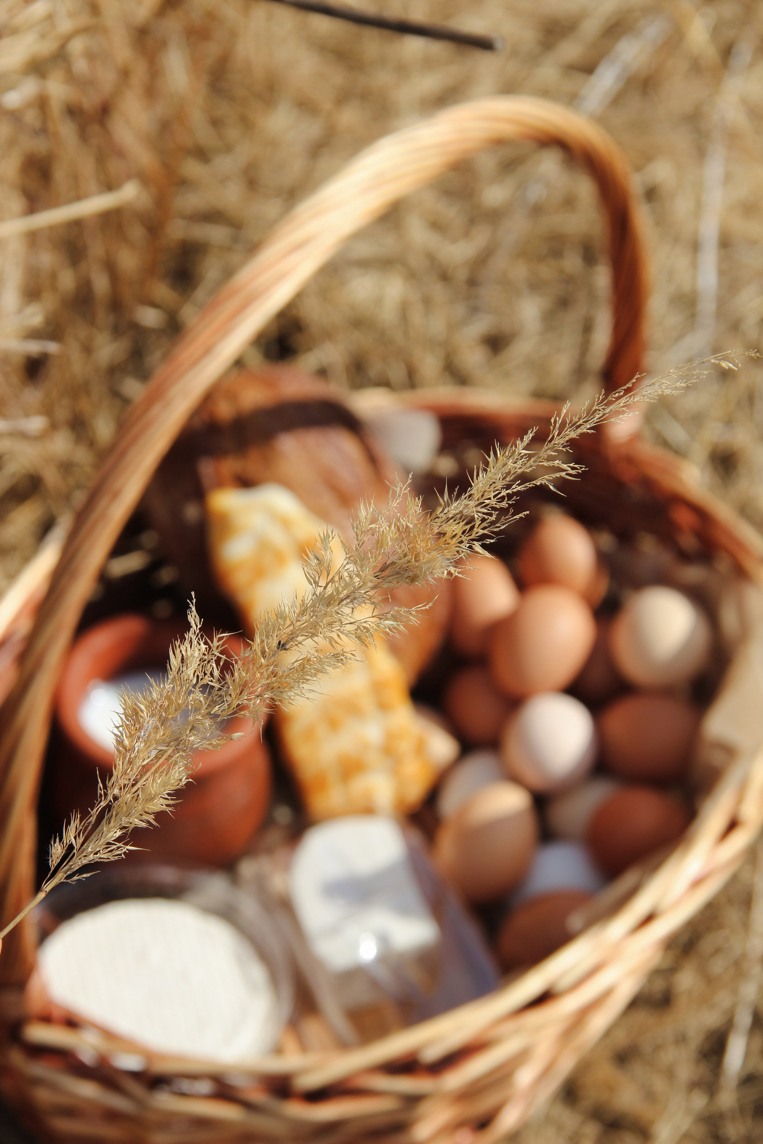 Farm photos. Главная