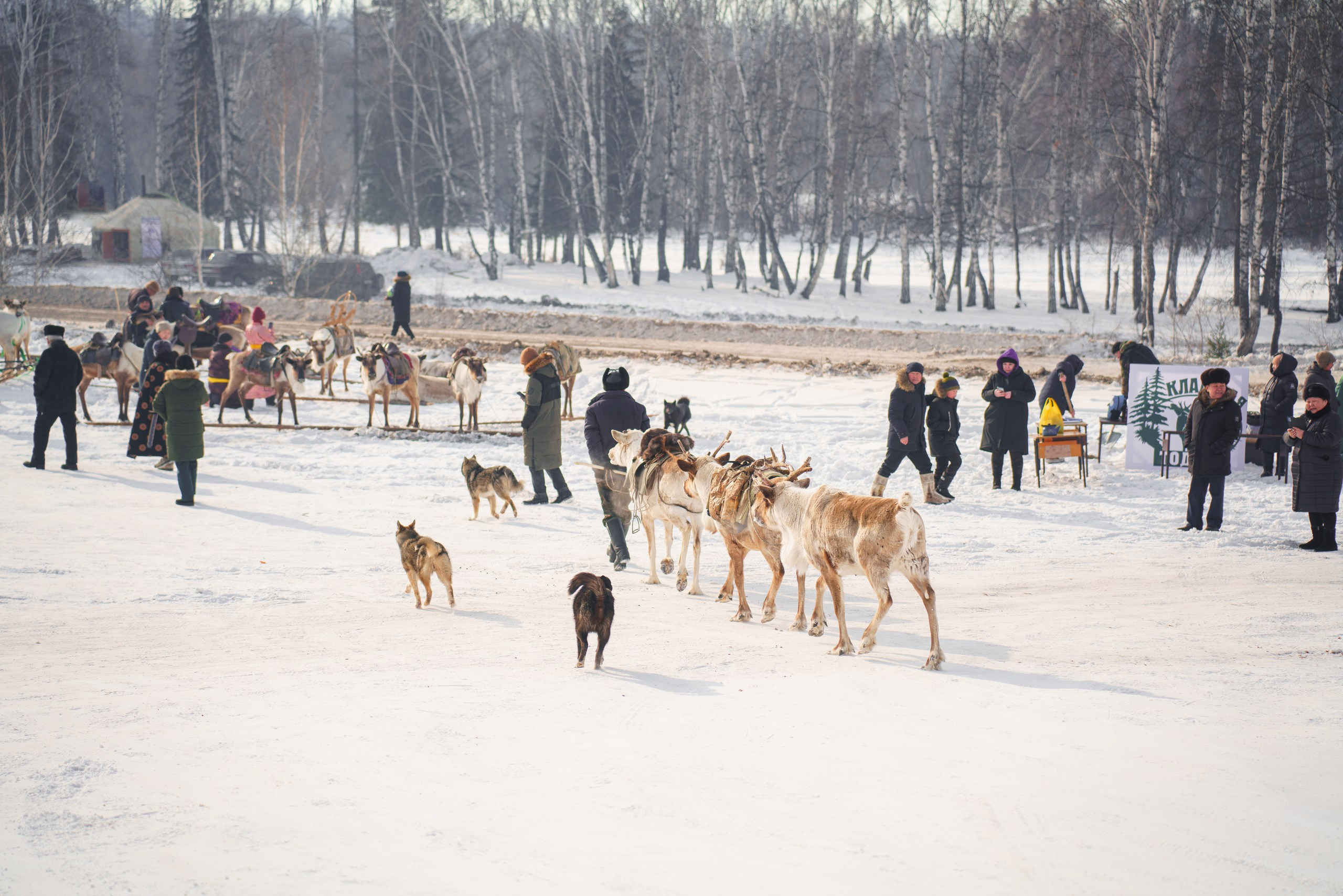 В олене жизнь. Фотограф в Красноярске Нерозя Александр. Пейзаж, природа, портрет