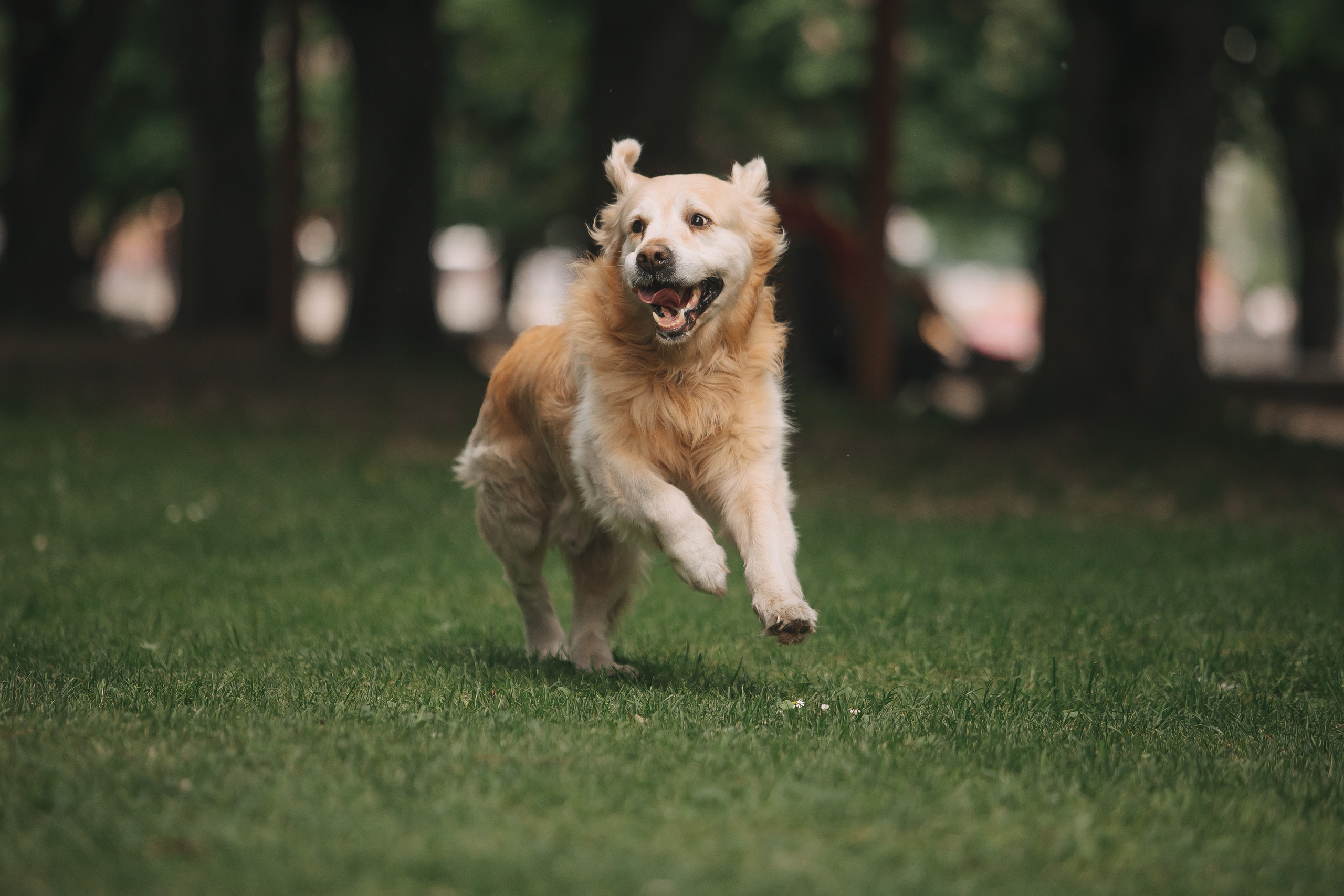 Золотистый ретривер Кант, Калининград. Свадебный и женский фотограф
