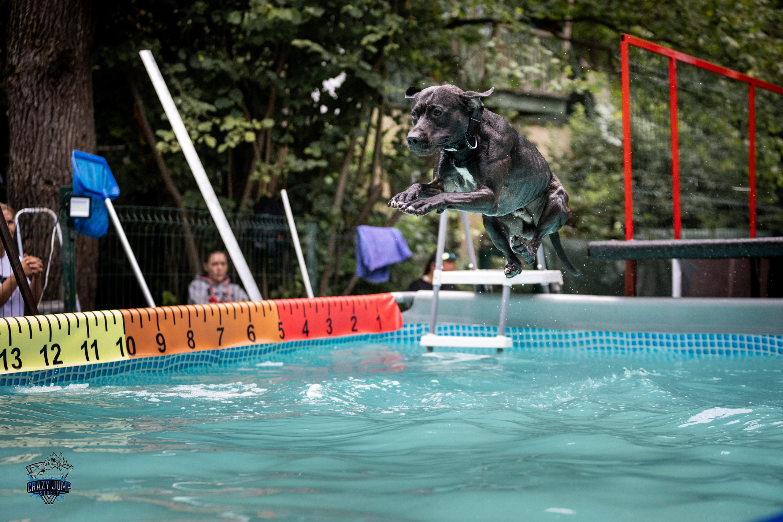 Собаки, спорт, Док дайвинг. Свадебный и репортажный фотограф в Москве и Московской области