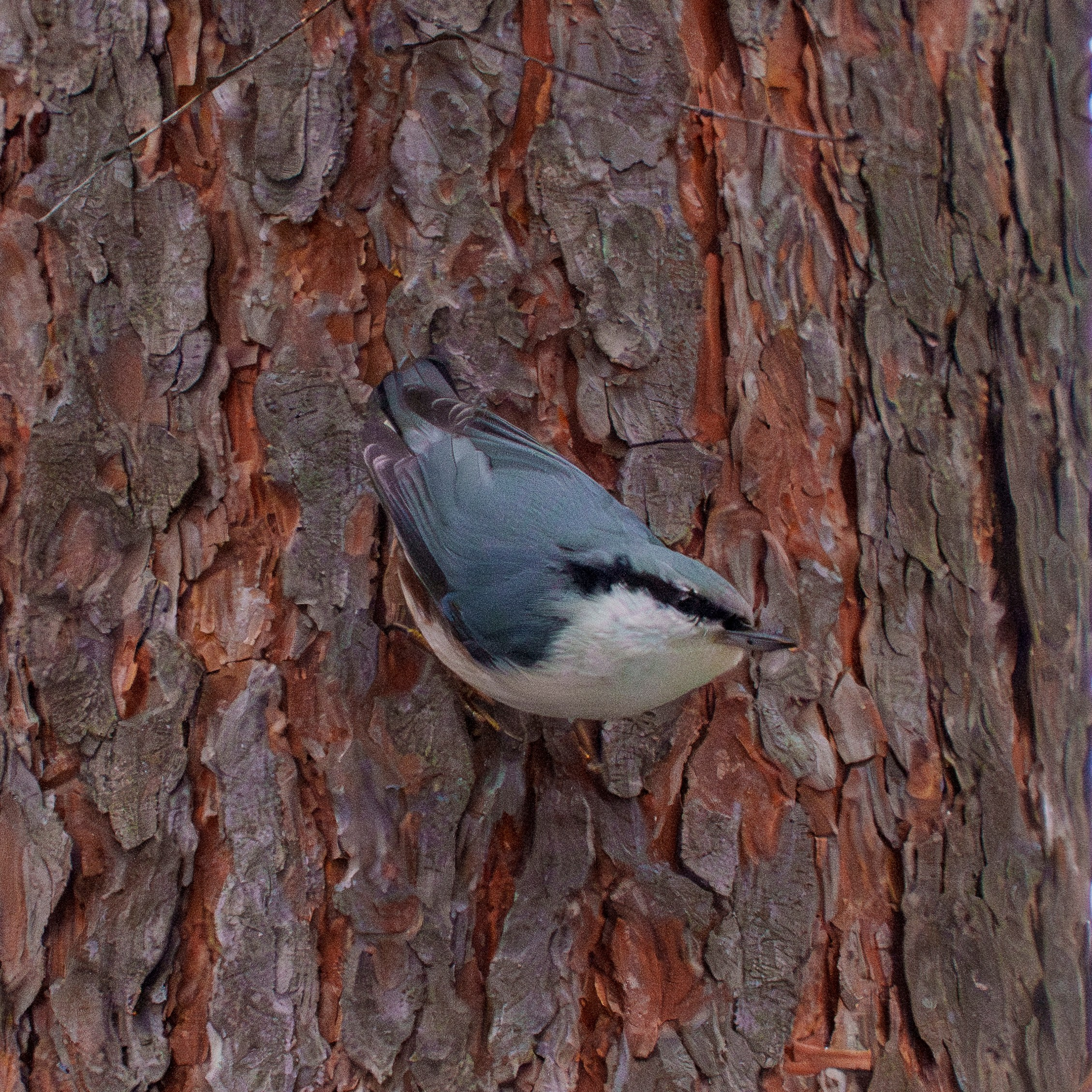 Animals — Животные