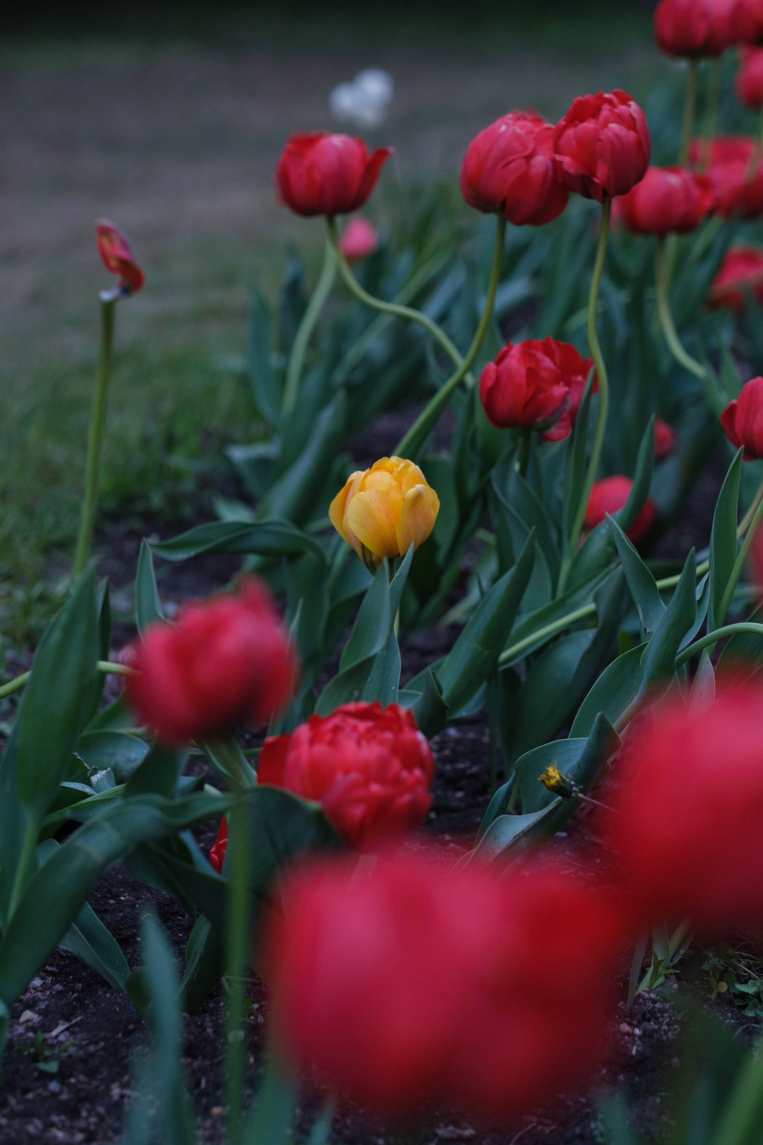 Александра в цветах. Фотограф Диана Иремадзе