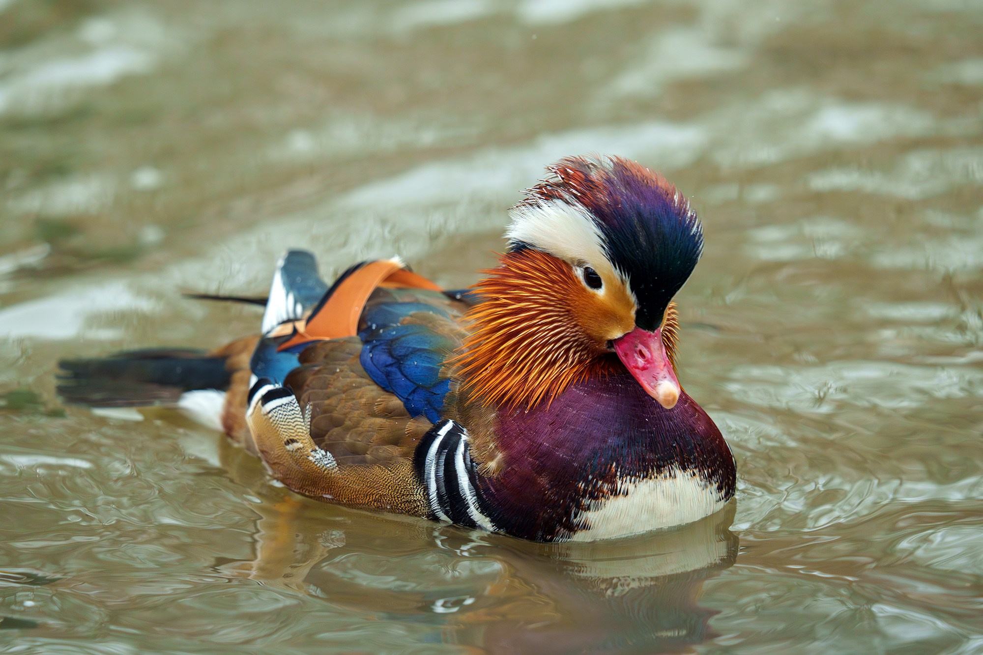 Удивительные мир птиц. Вокруг нас столько прекрасного — присмотритесь!. Ваш личный фотограф Марина Волкова