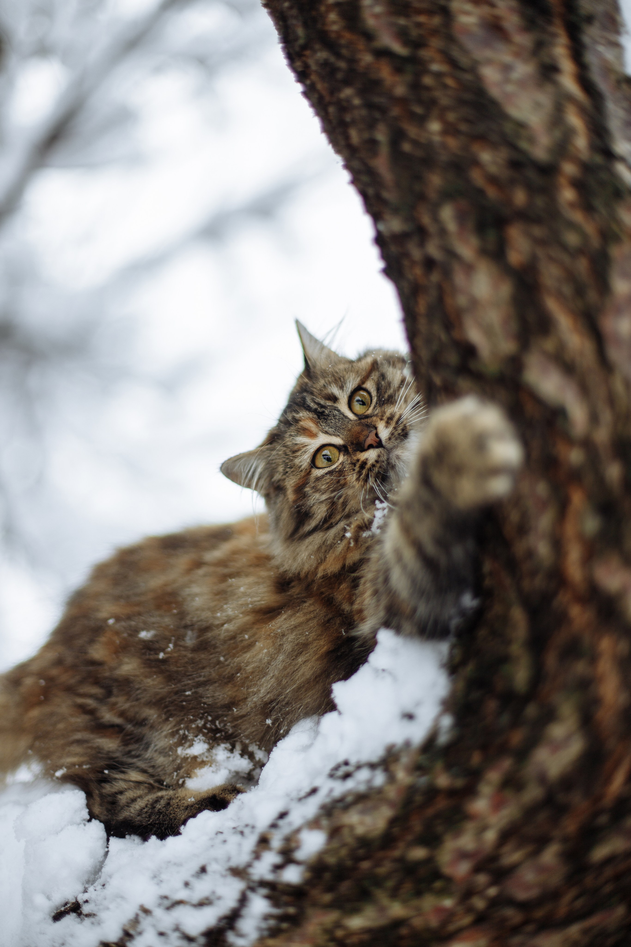 ПЕРВЫЙ СНЕГ. Семейный и детский фотограф в Крыму Екатерина Швец