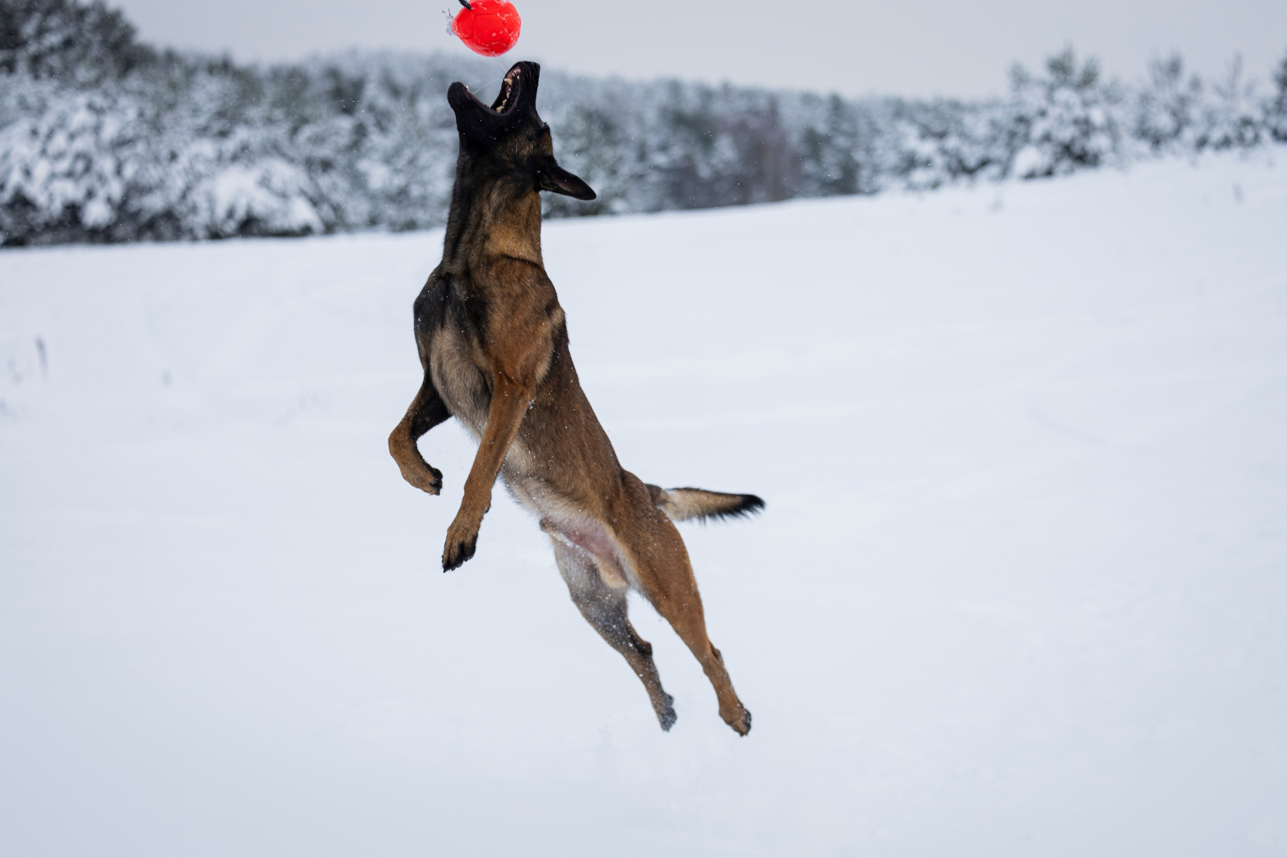 Рики. Фотограф-анималист Анна Маринич