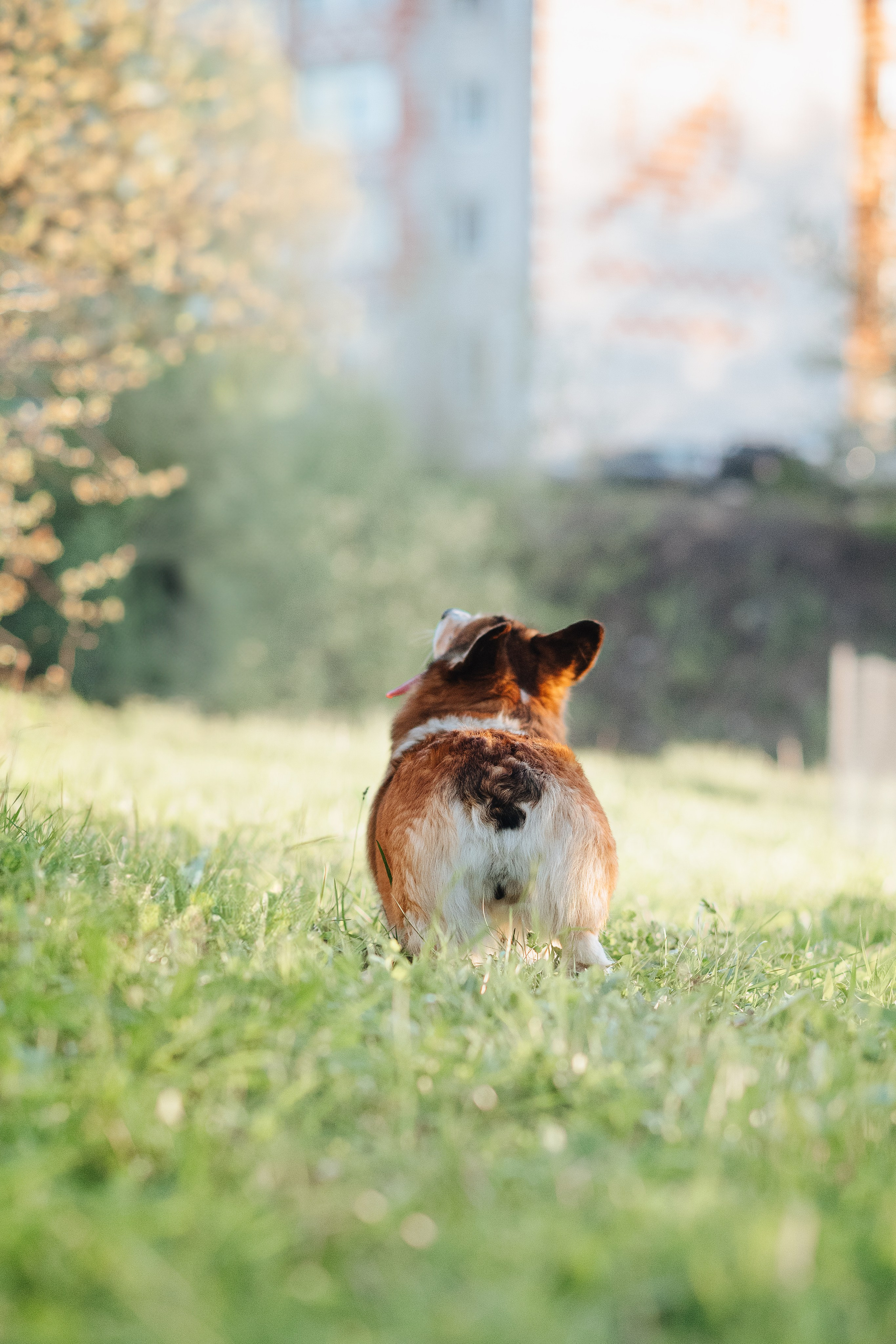 Трисс — 29.04.2024. Фотограф — Анималист | Анна Абрамова