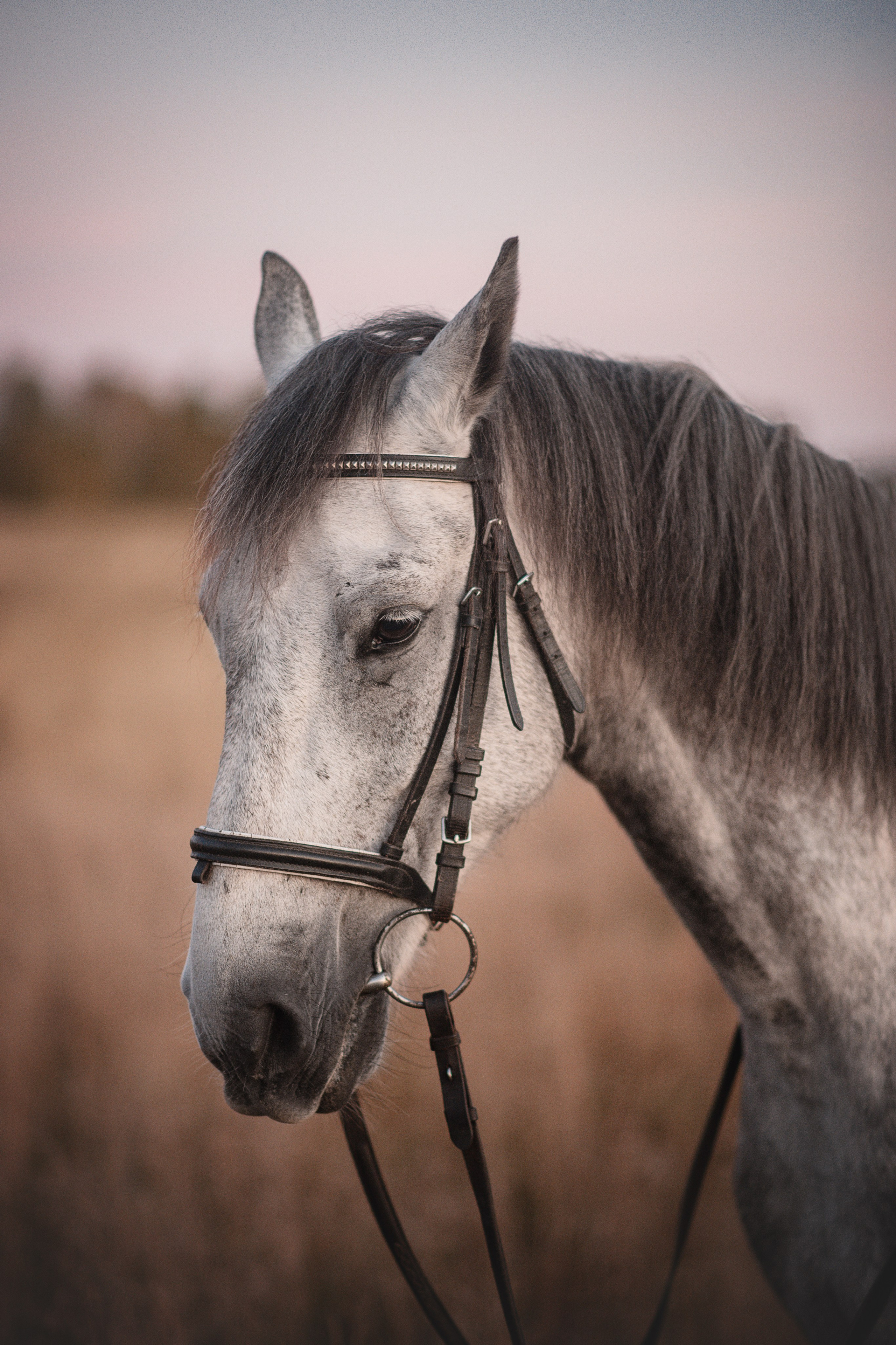 Вероника и Дакар — 23.09.2024. Фотограф — Анималист | Анна Абрамова