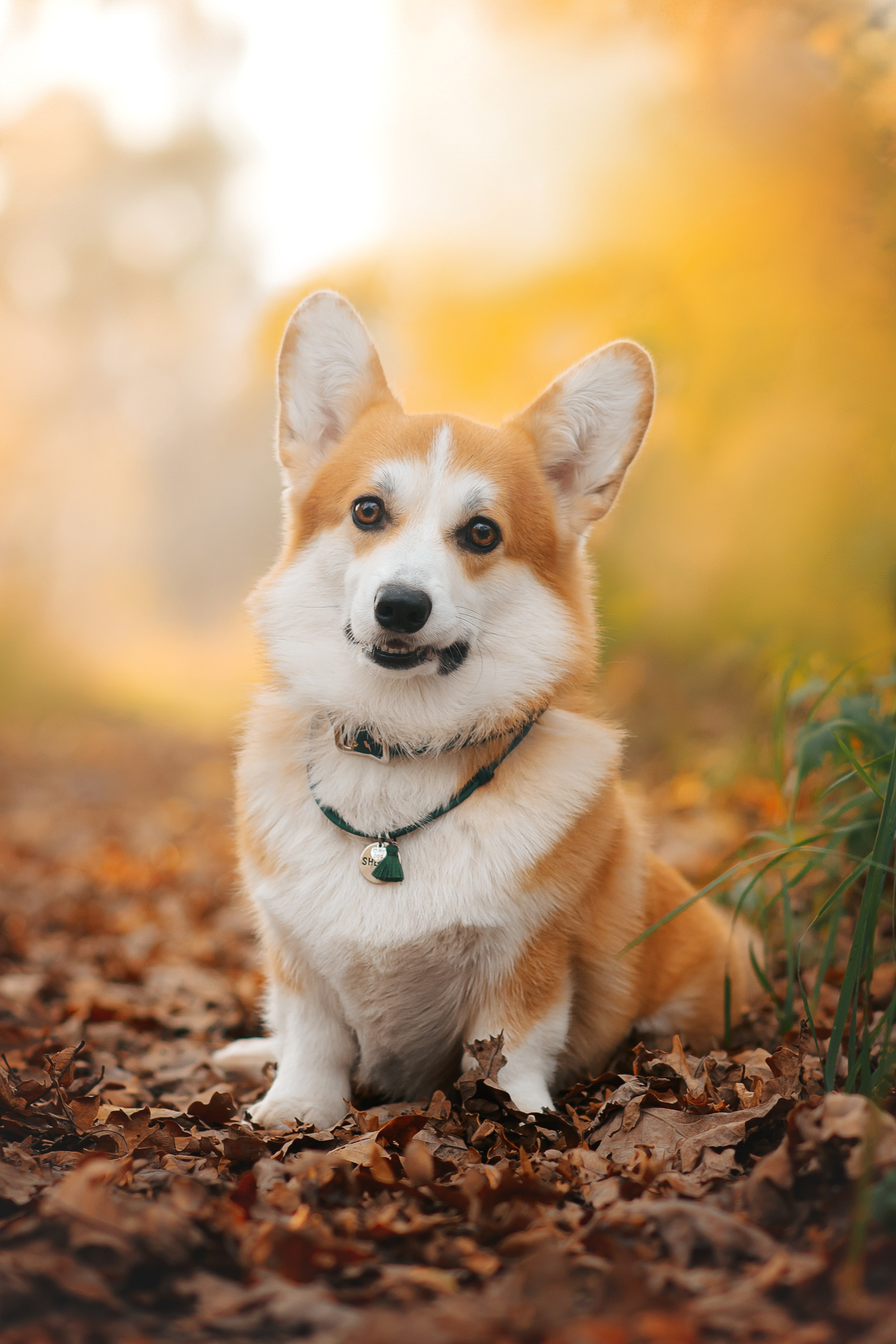 Максим, Надя, Рой и Шелби — 13.10.2024. Фотограф — Анималист | Анна Абрамова