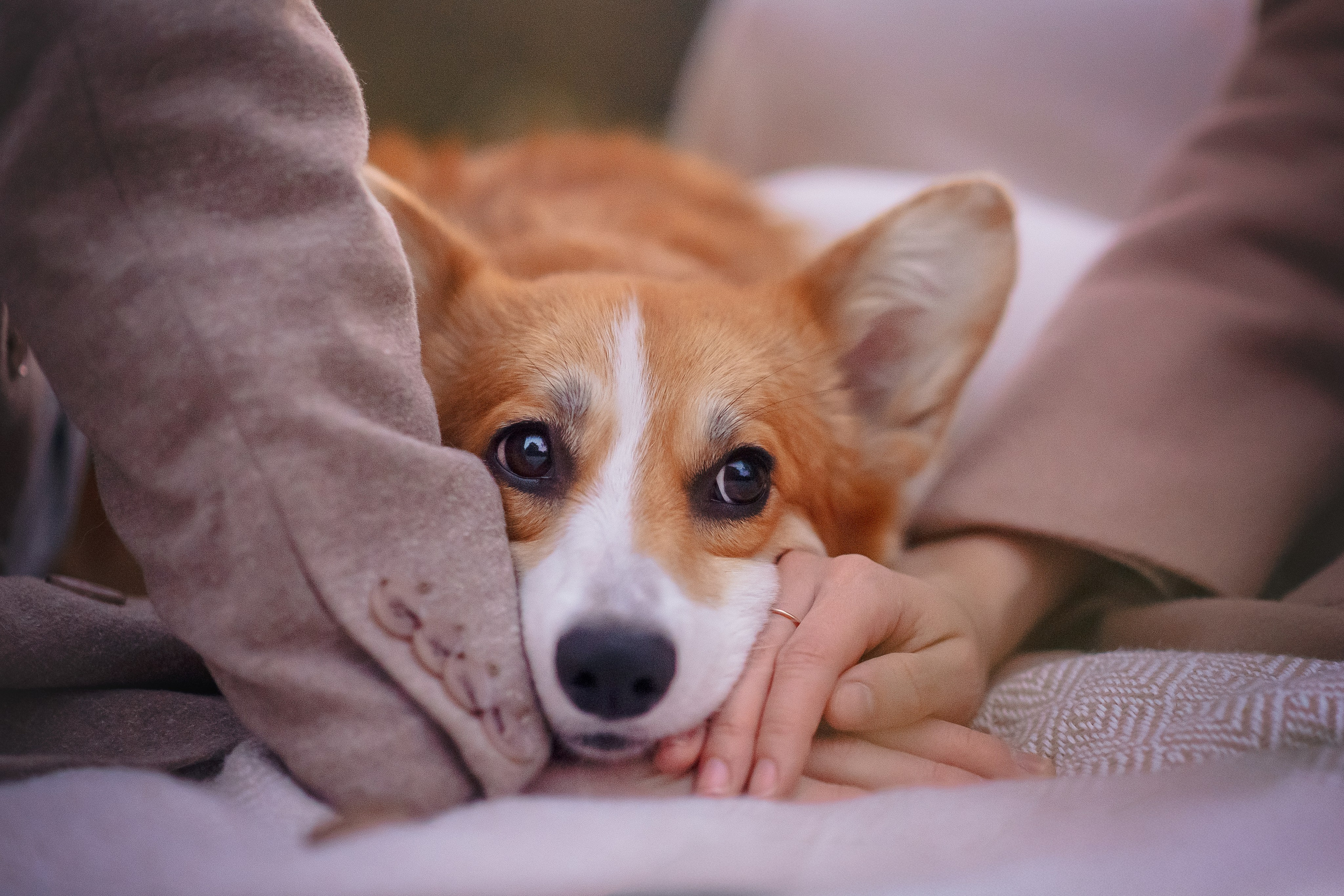 Максим, Аня и Челси — 19.10.2024. Фотограф — Анималист | Анна Абрамова