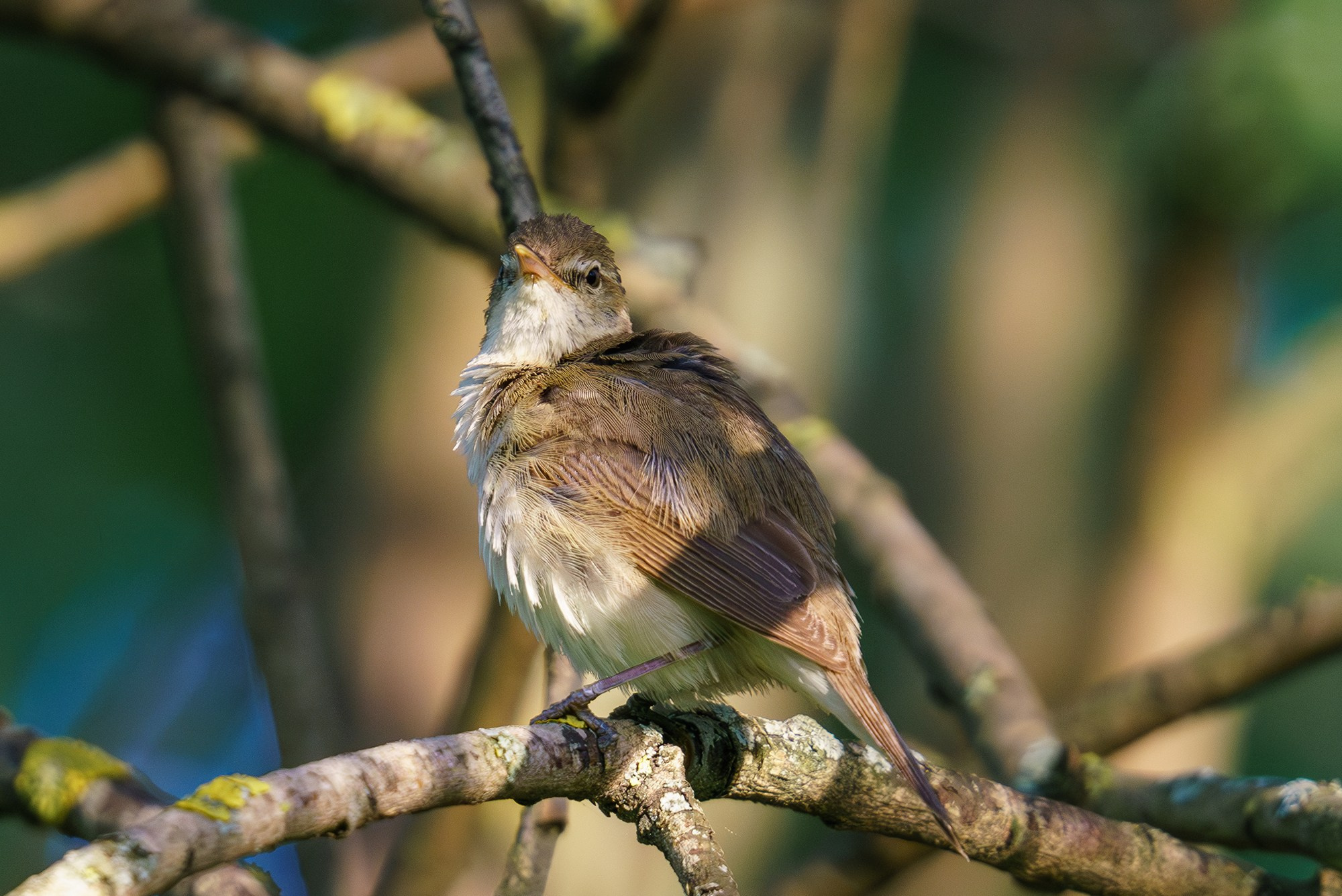 Удивительные мир птиц. Вокруг нас столько прекрасного — присмотритесь!. Ваш личный фотограф Марина Волкова