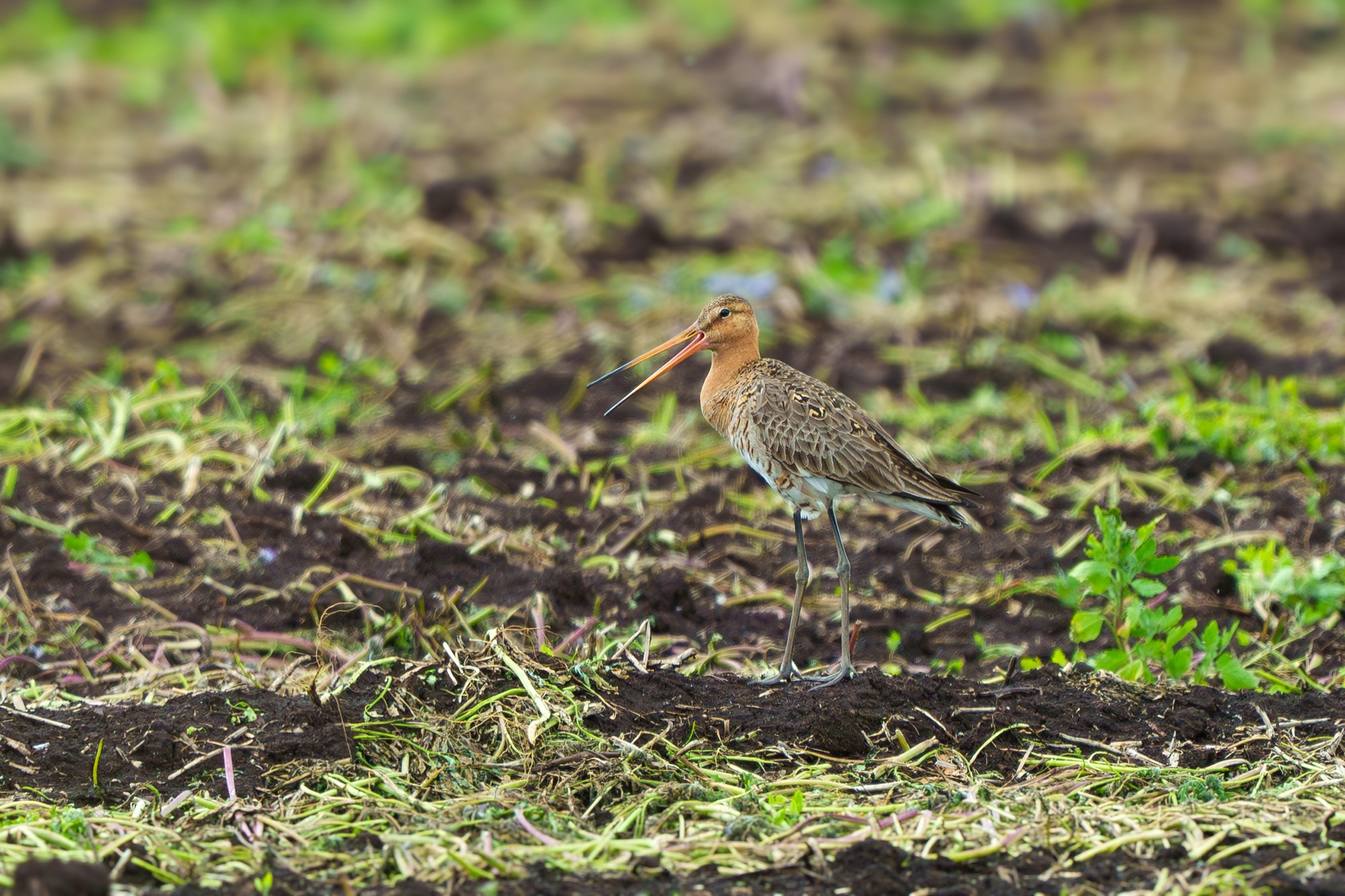 Удивительные мир птиц. Вокруг нас столько прекрасного — присмотритесь!. Ваш личный фотограф Марина Волкова