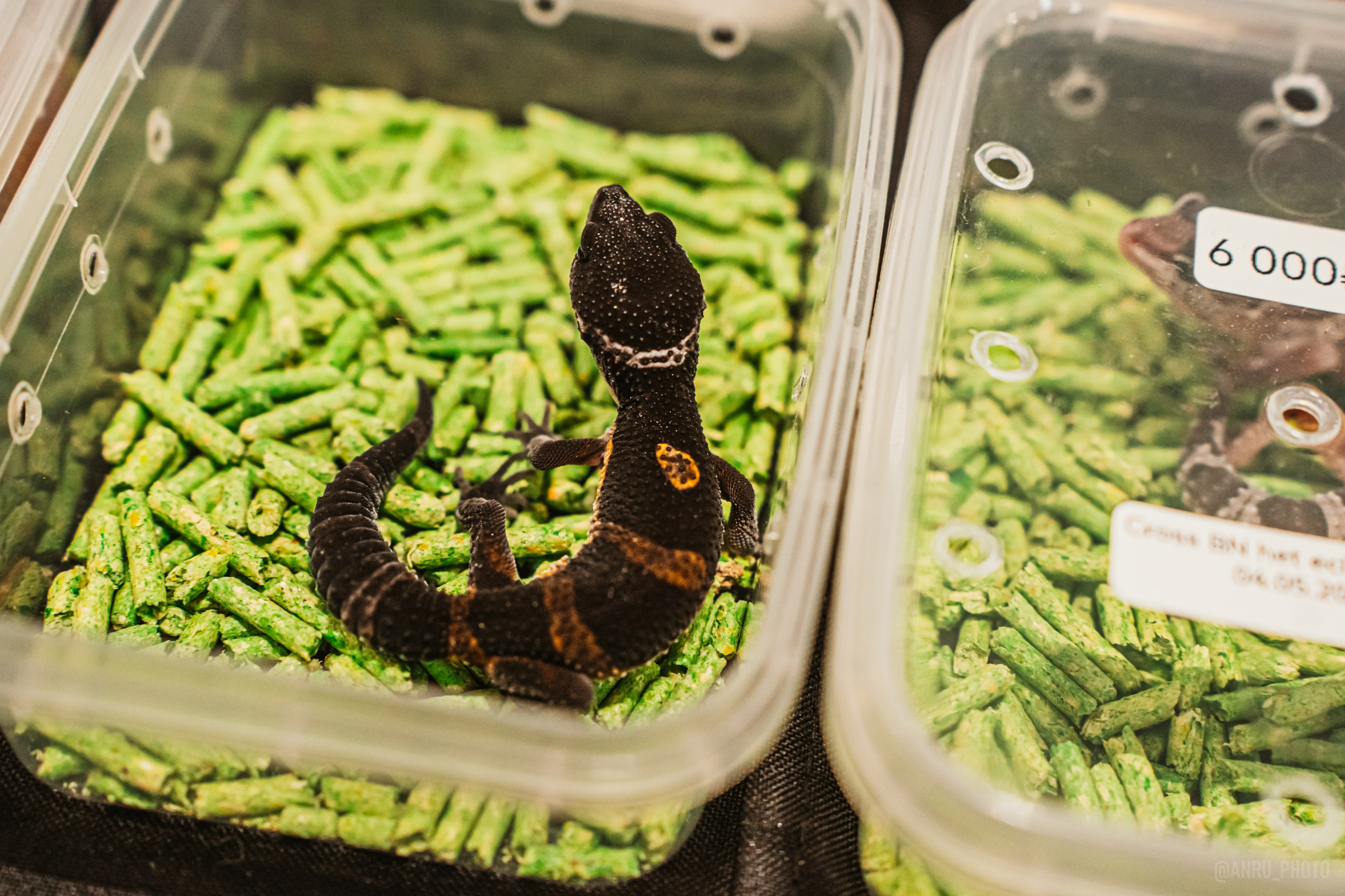 Рептилиум. Репортажный фотограф Анастасия Рубцова