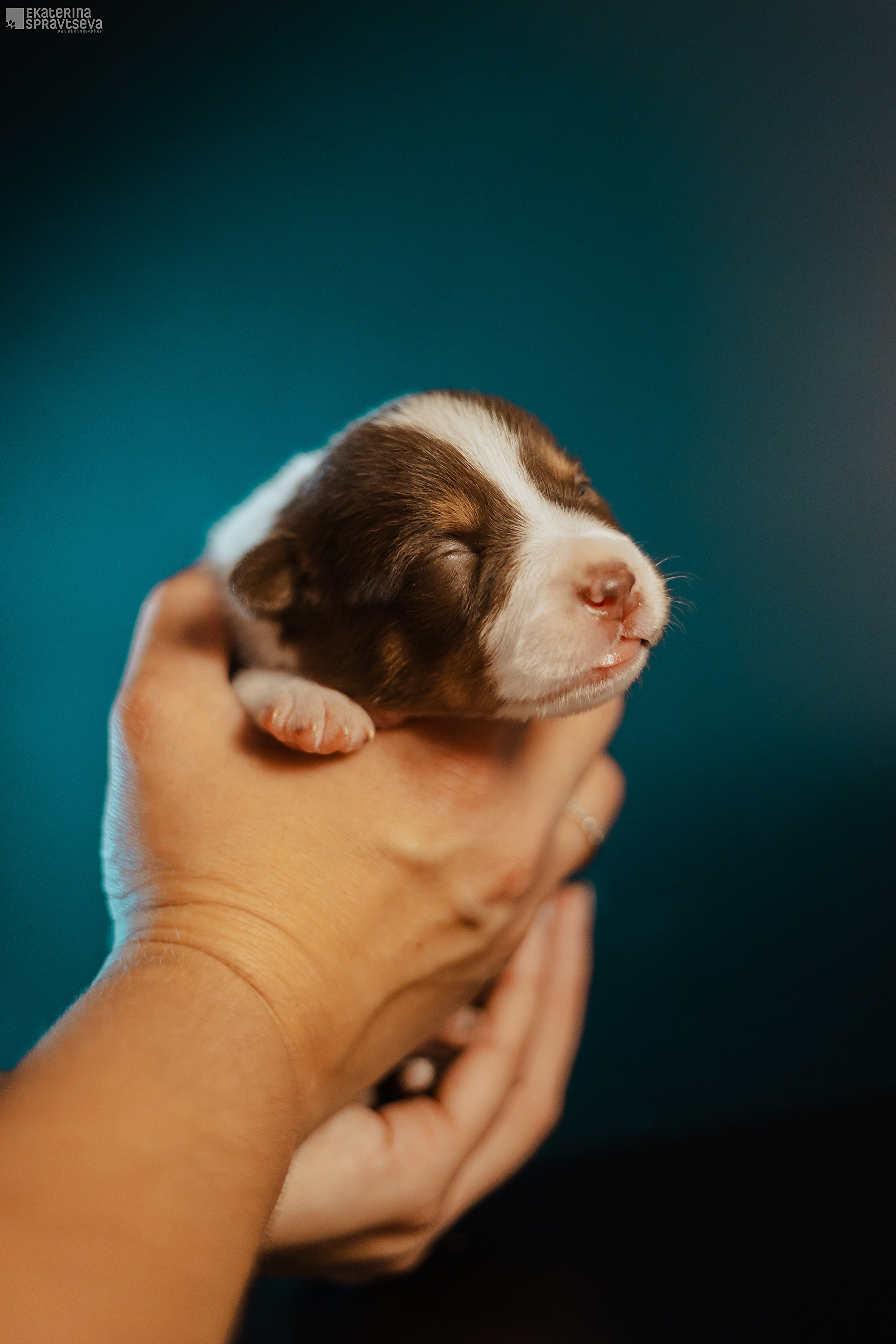 Щенки бордер колли от Ап х Ра. Фотограф Анималист Екатерина Справцева в Нижнем Новгороде